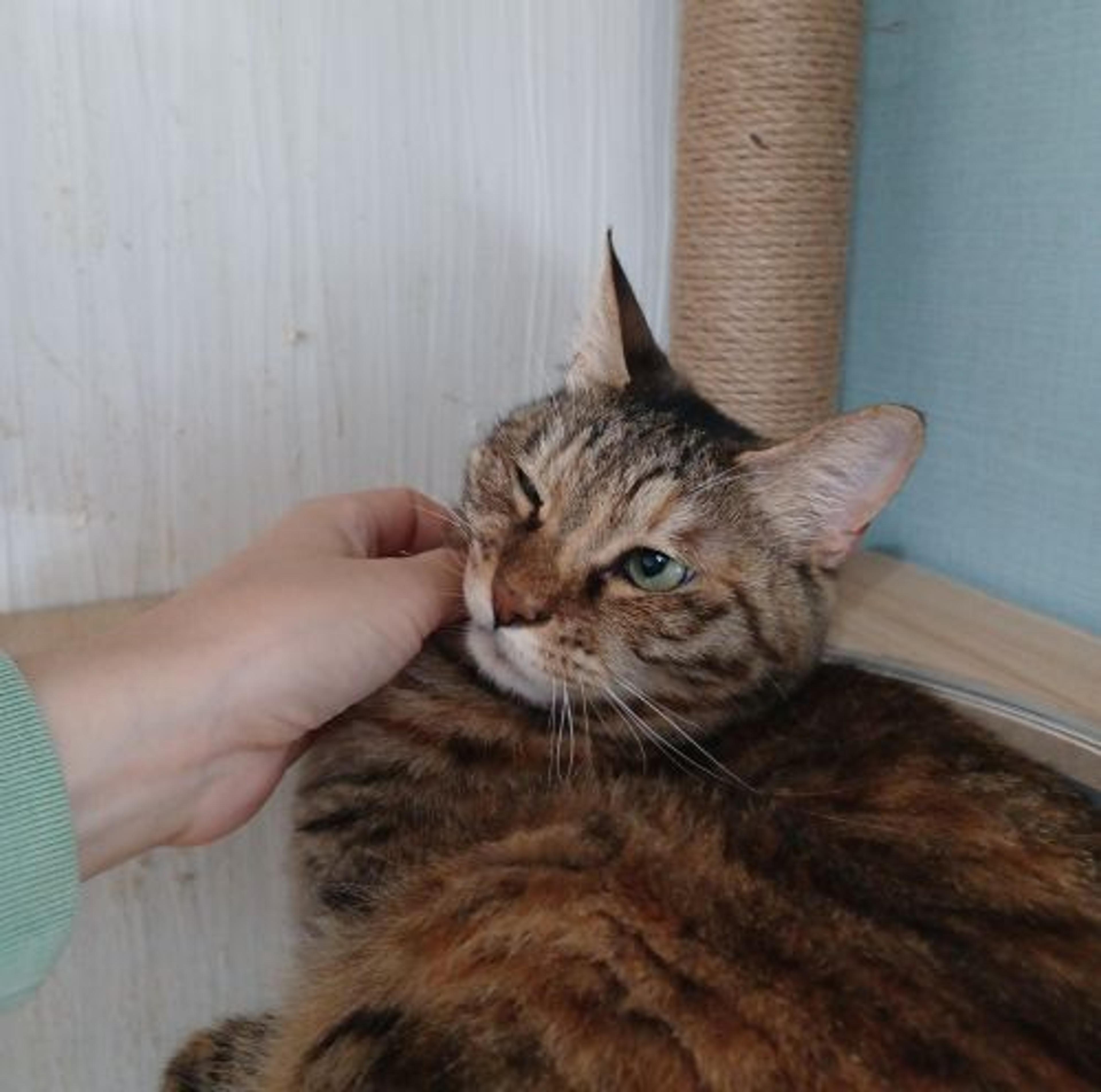 pet-image-4