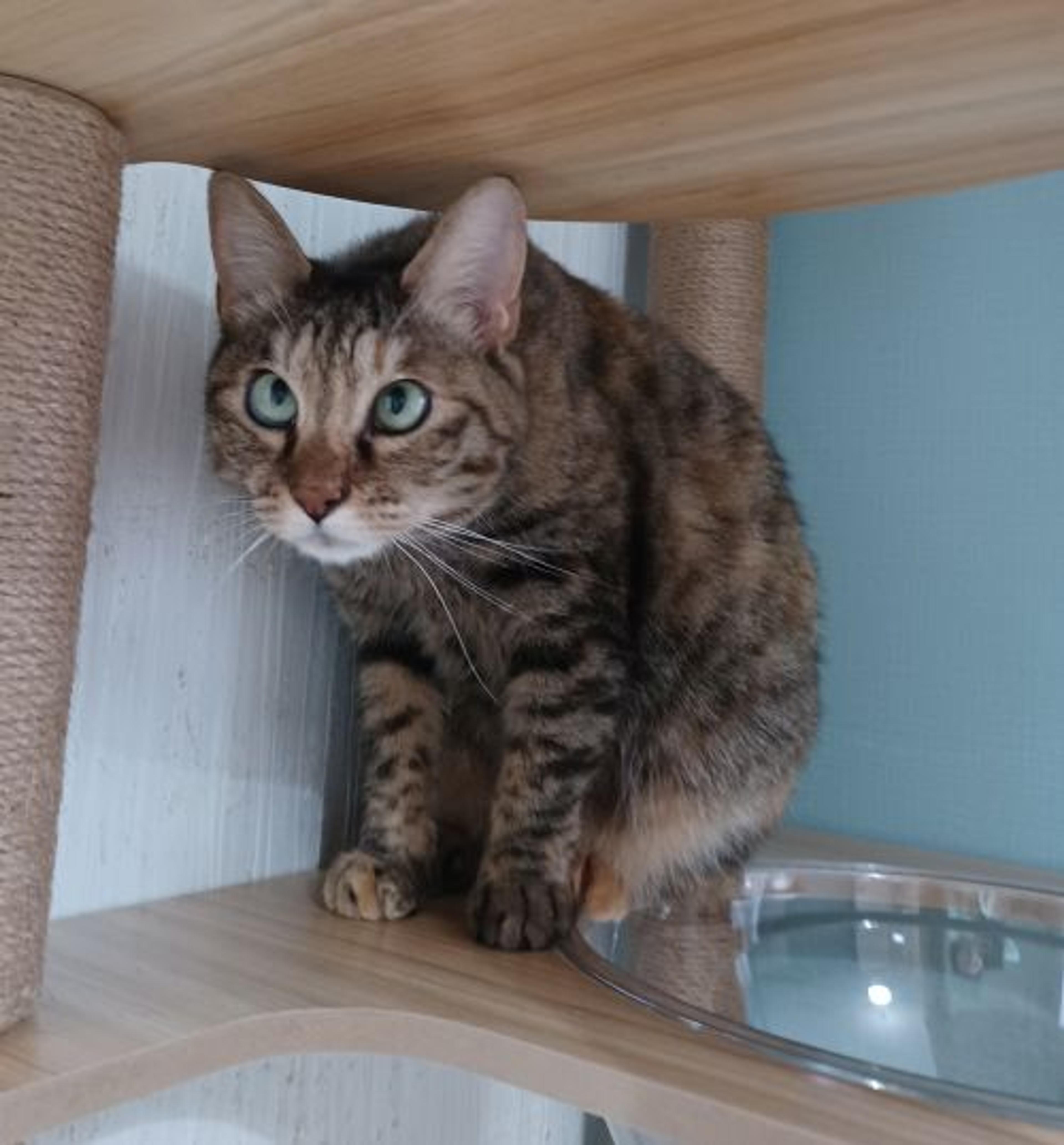 pet-image-5