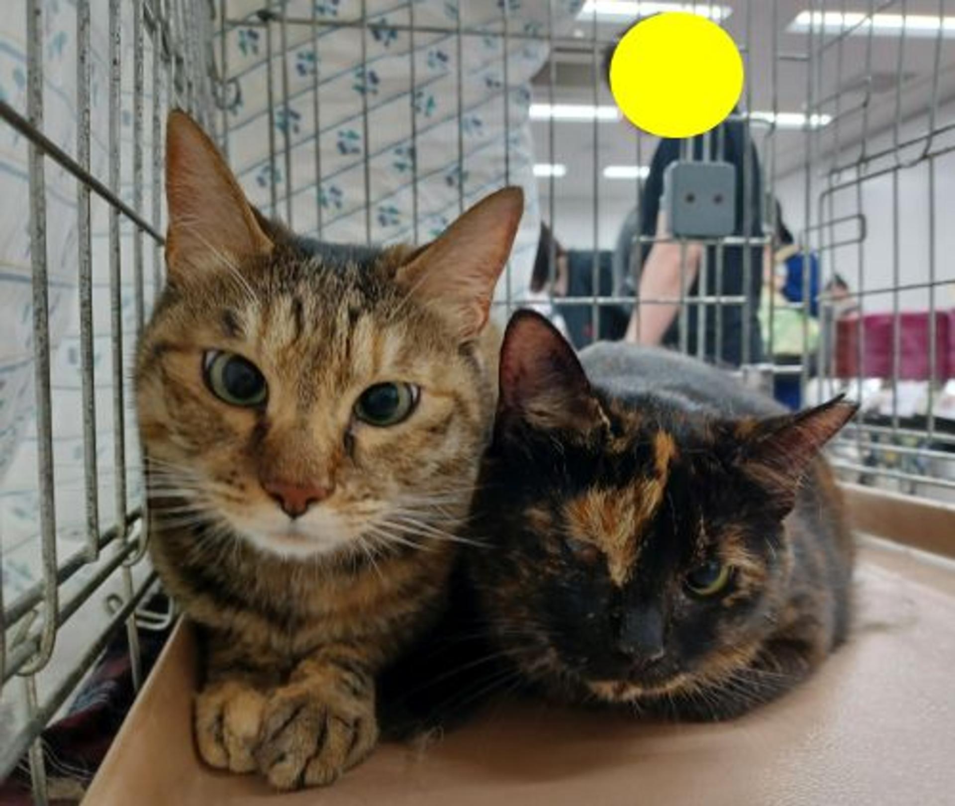pet-image-6