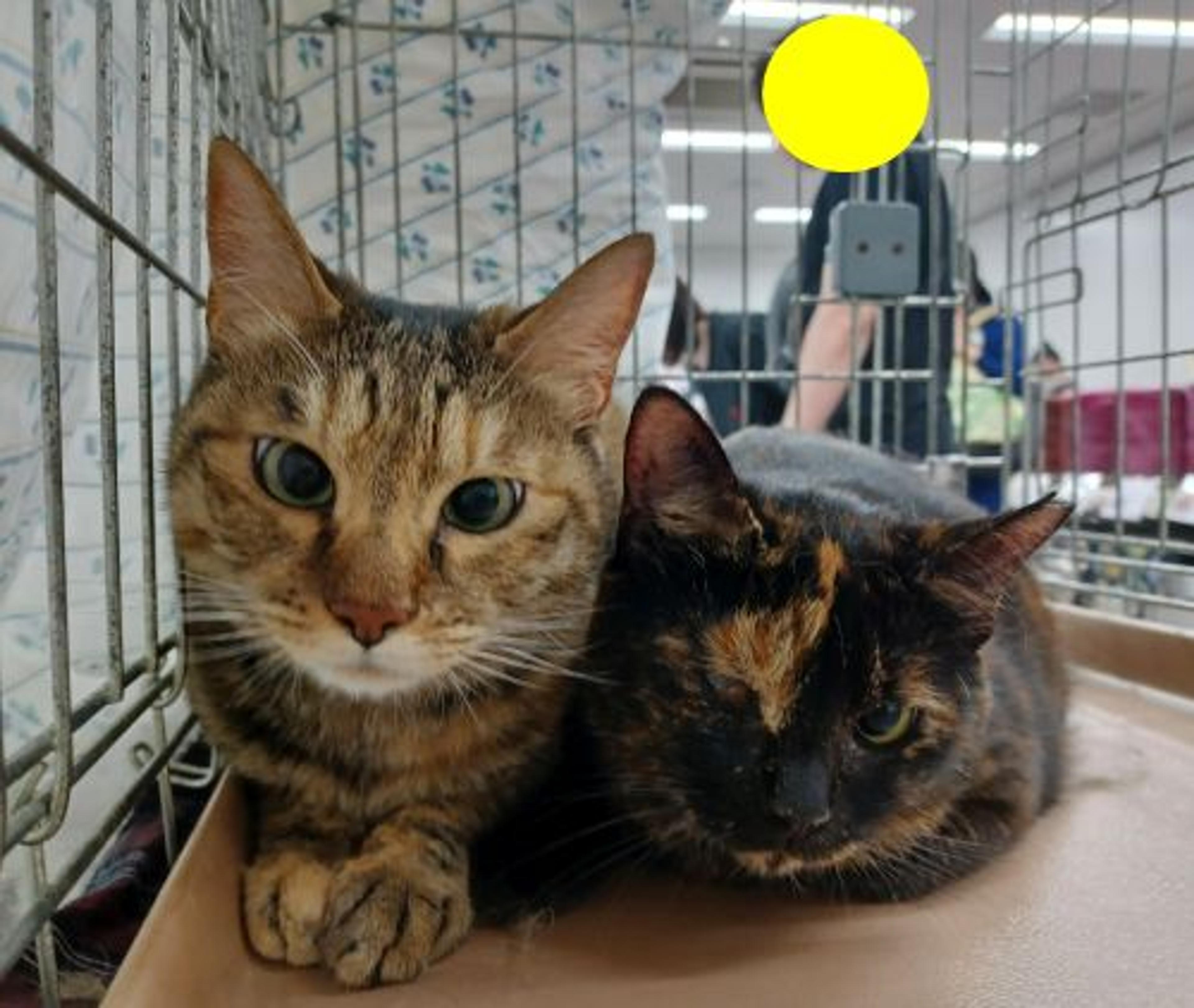 pet-image-6