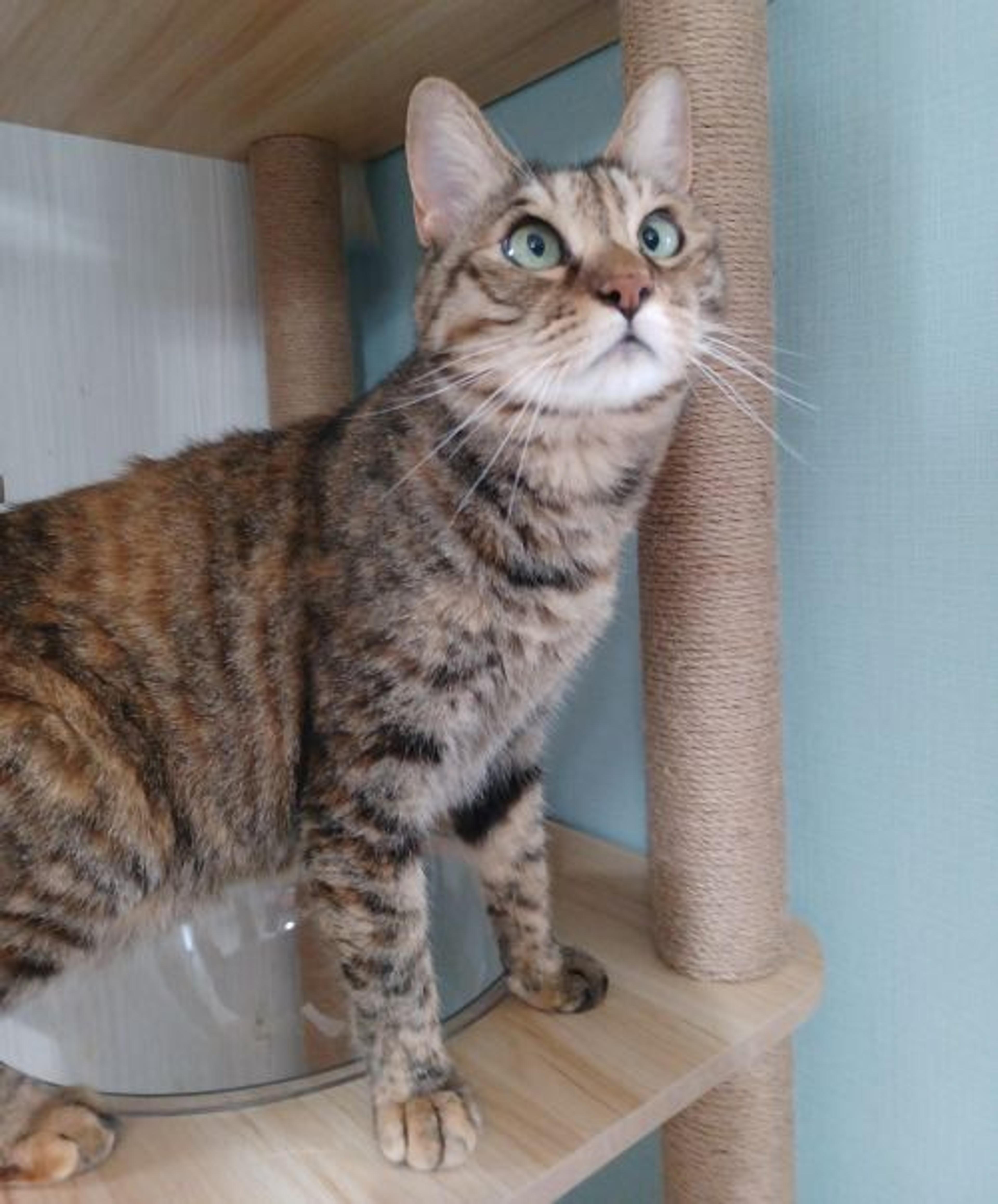 pet-image-8