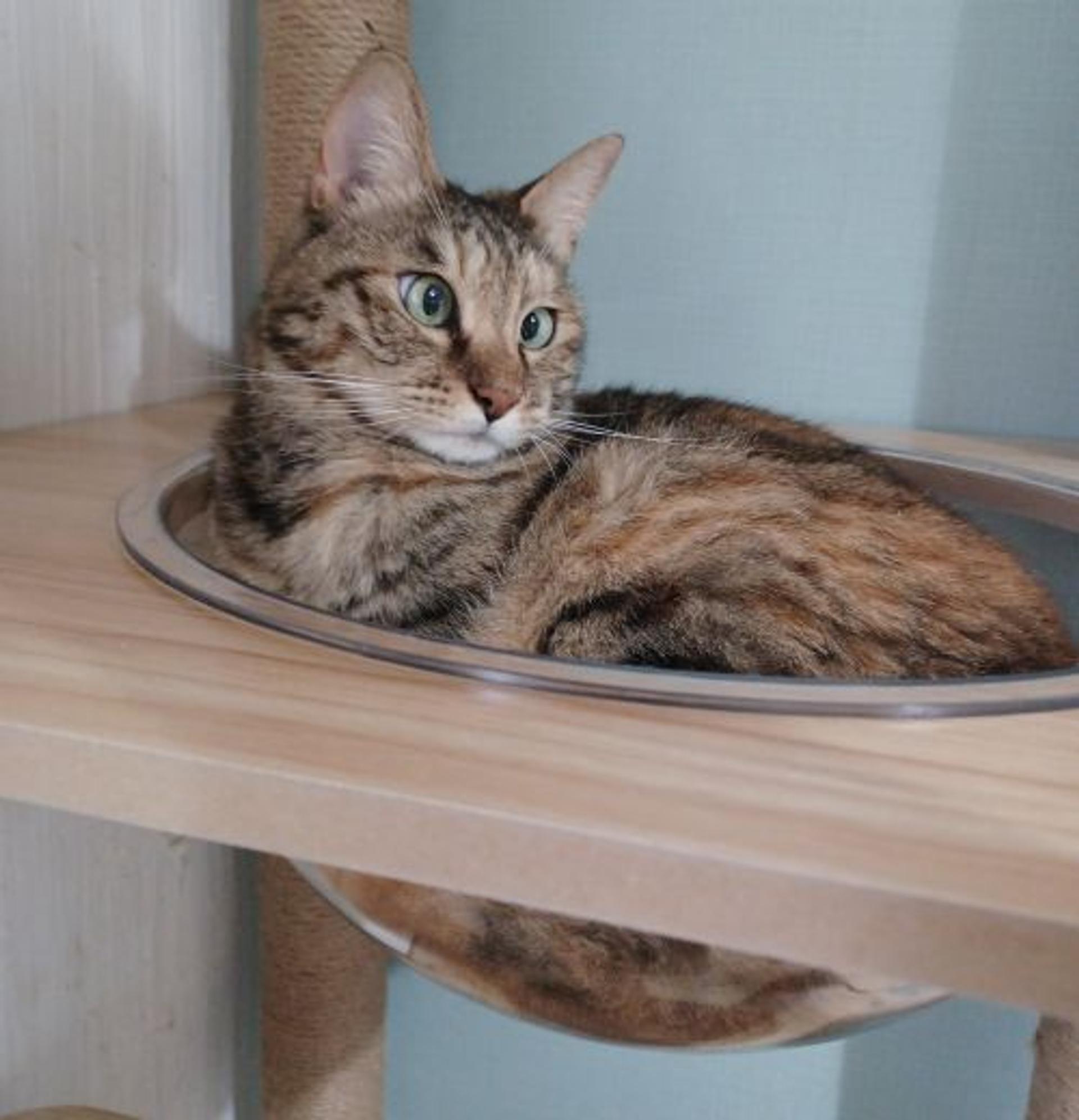 pet-image-9