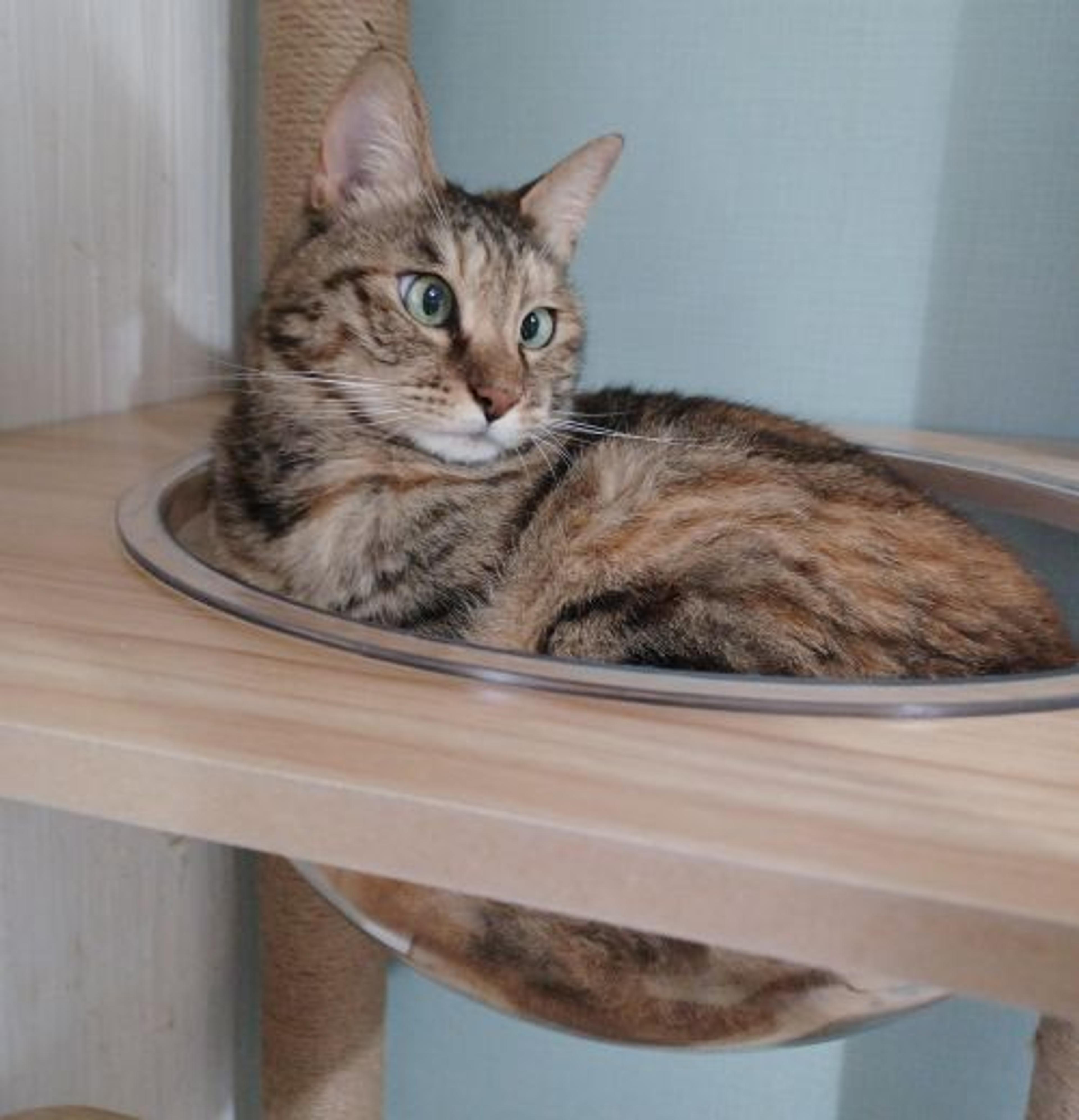 pet-image-9