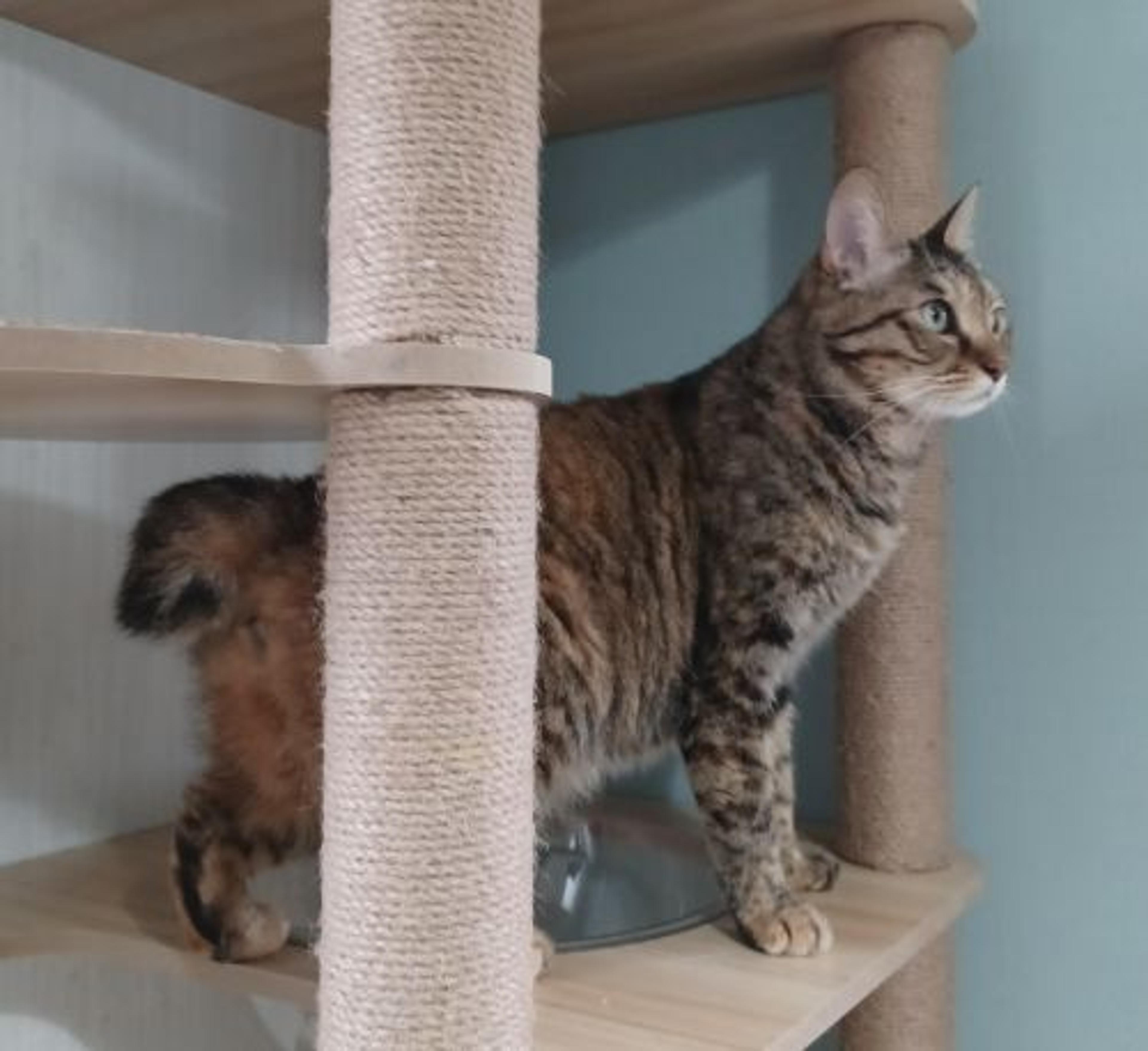 pet-image-10