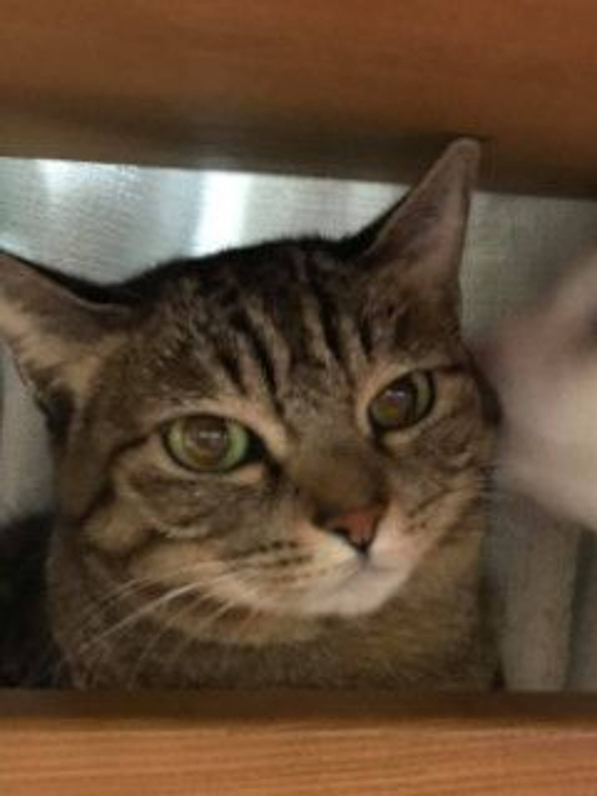 雑種（ミックス猫）・メスの里親募集の写真