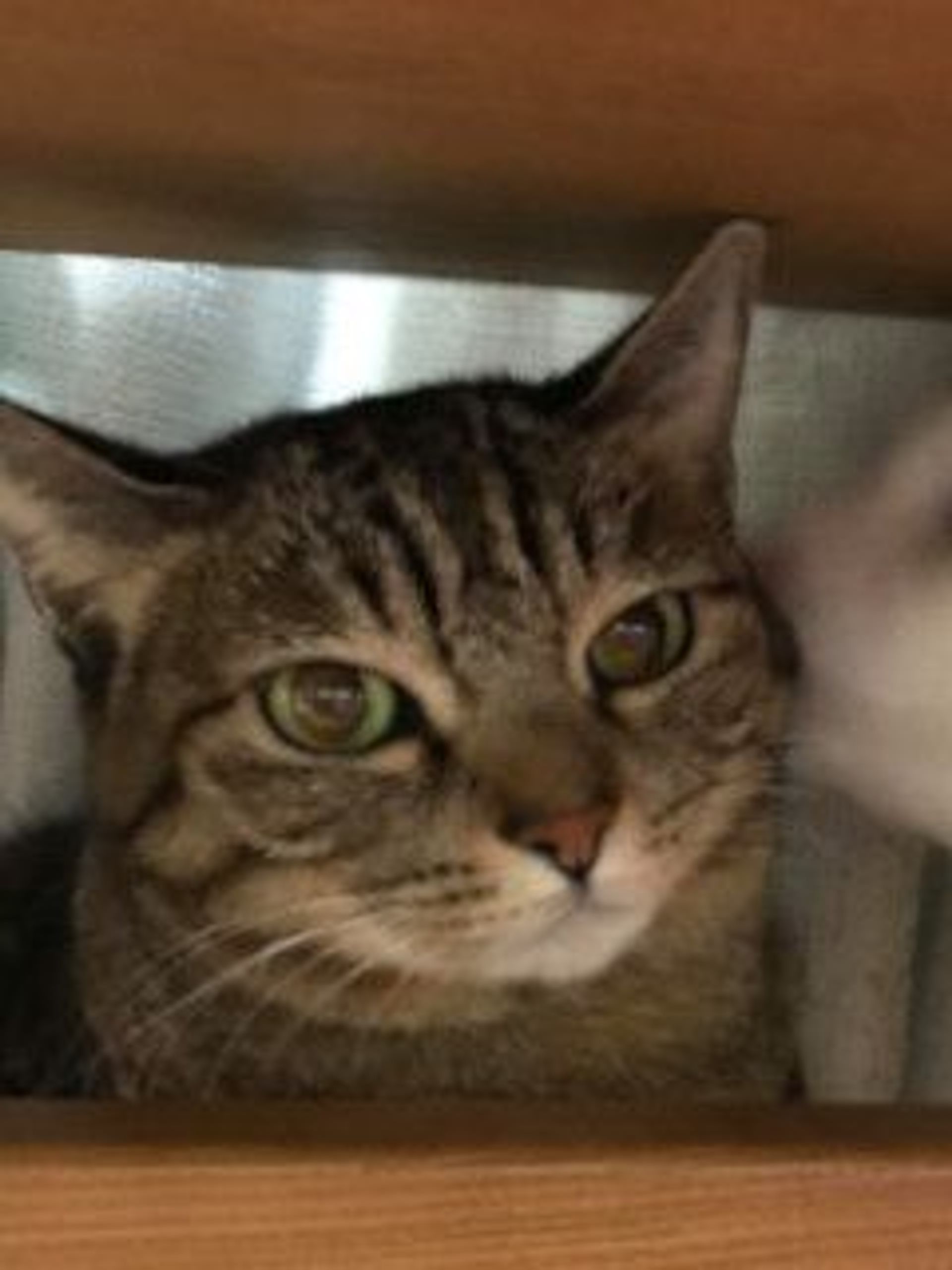 雑種（ミックス猫）・メスの里親募集の写真