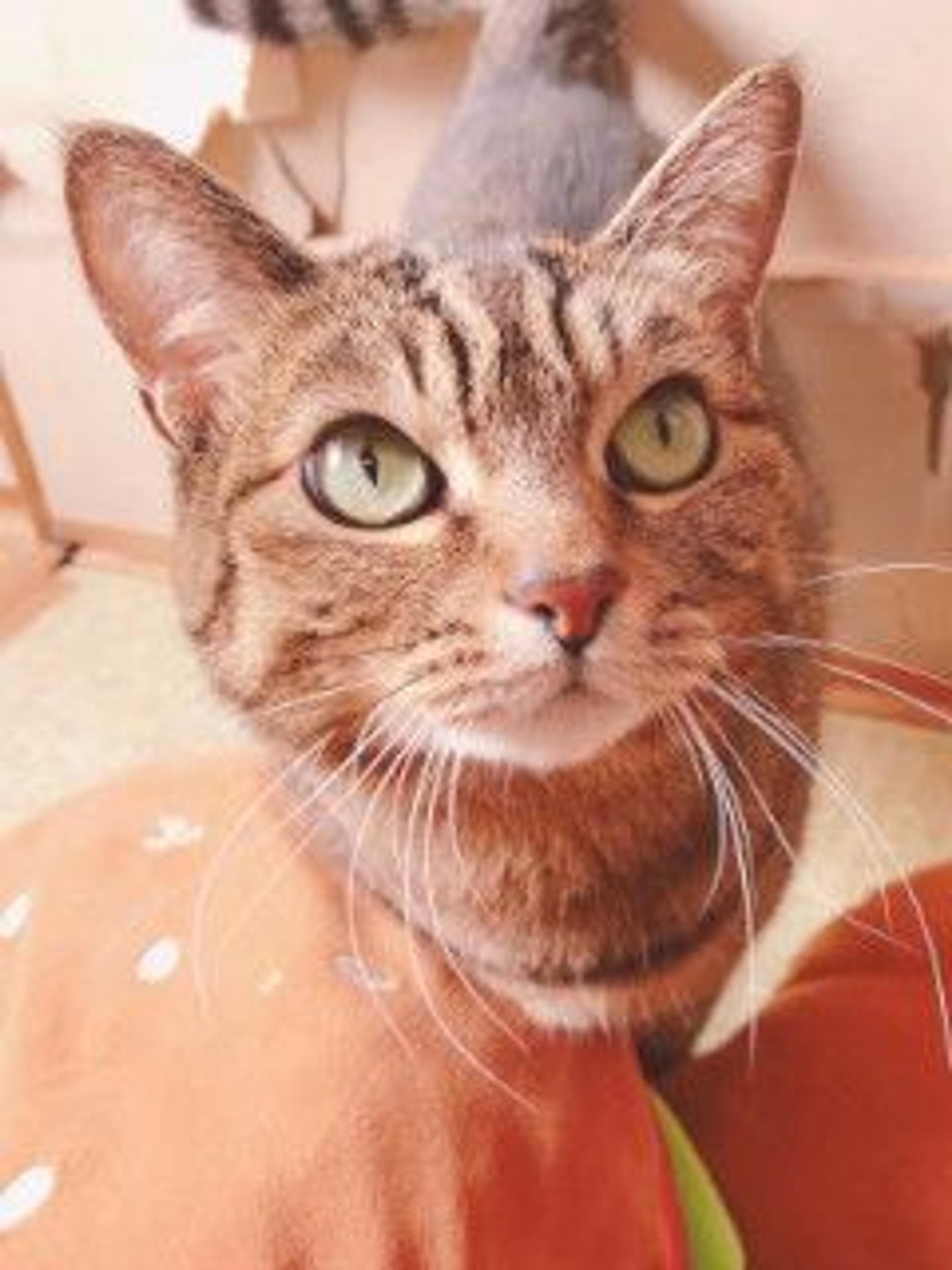 pet-image-3