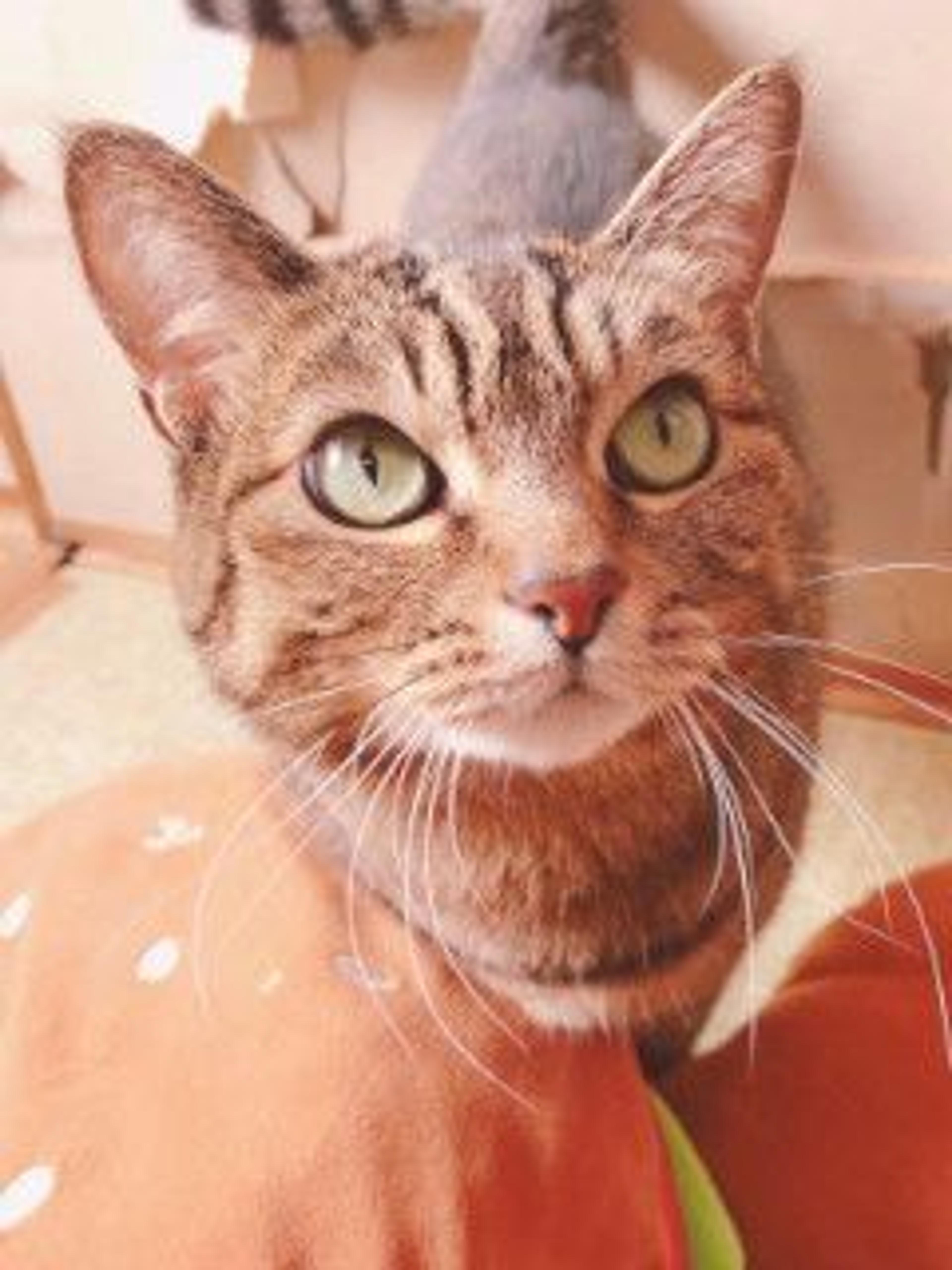 pet-image-3