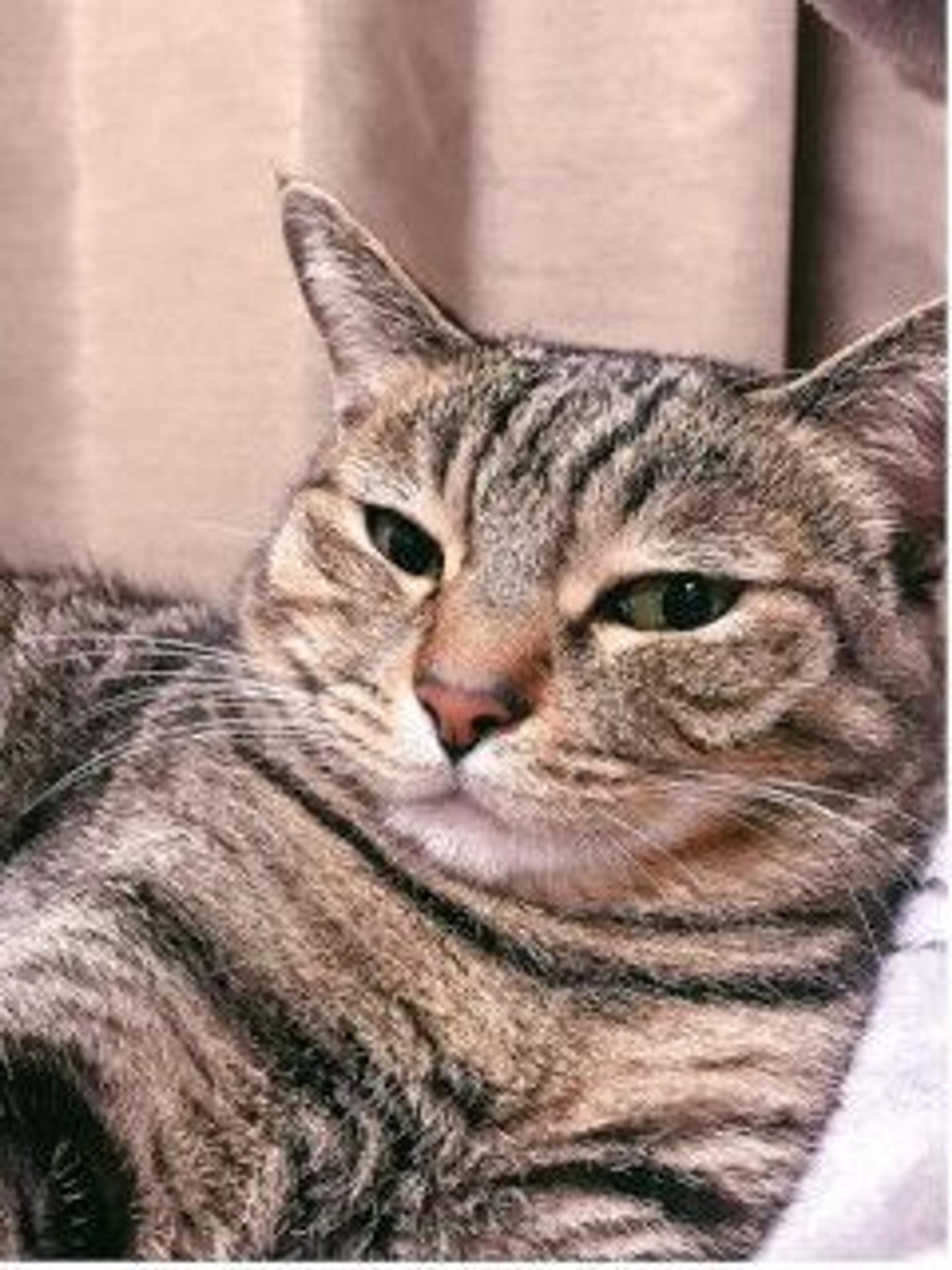 pet-image-4