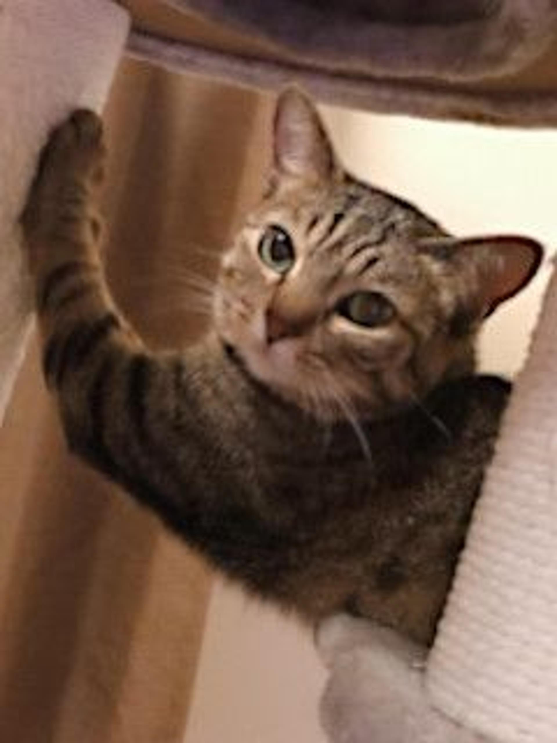 pet-image-5