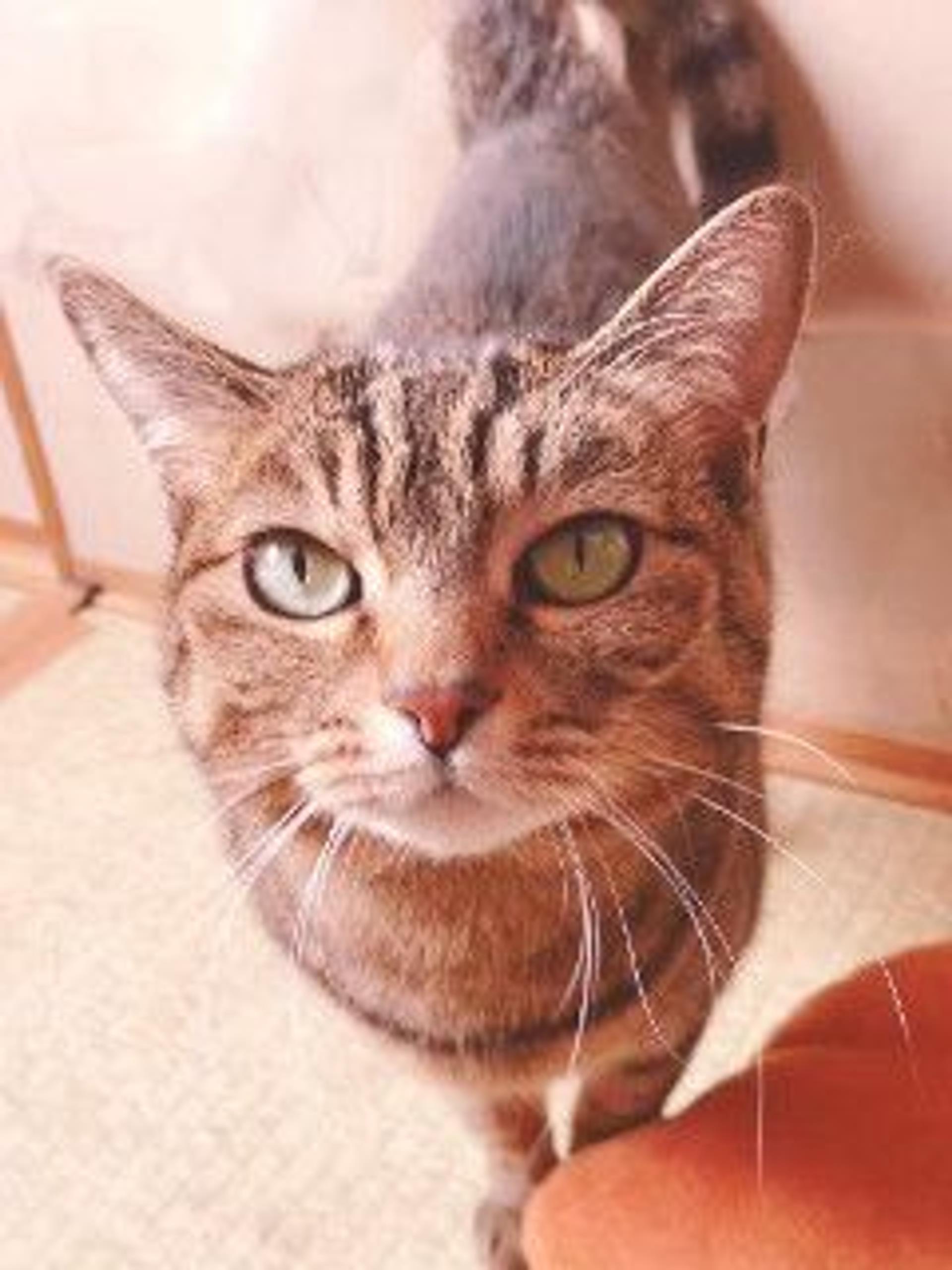 pet-image-10