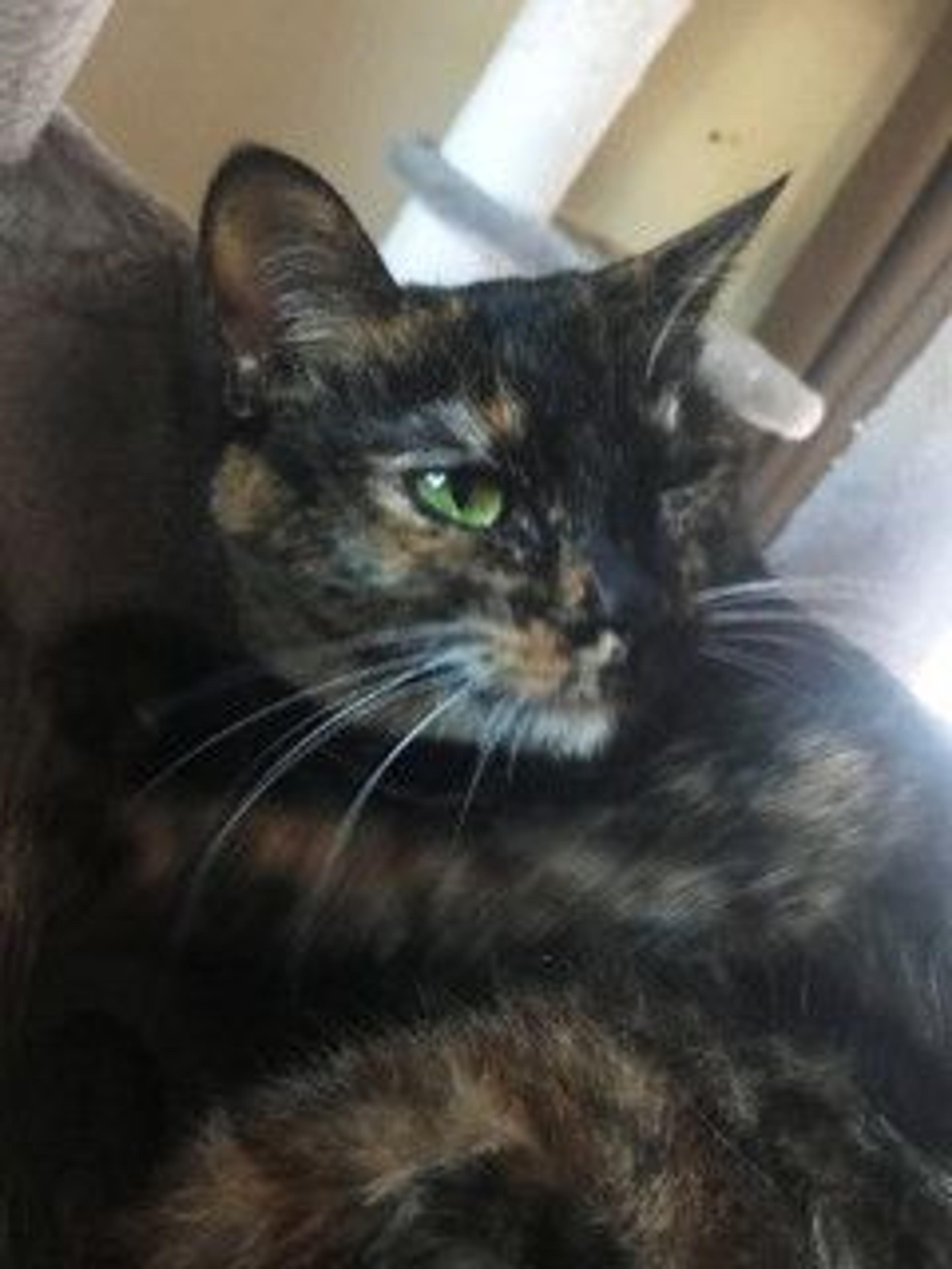 pet-image-4