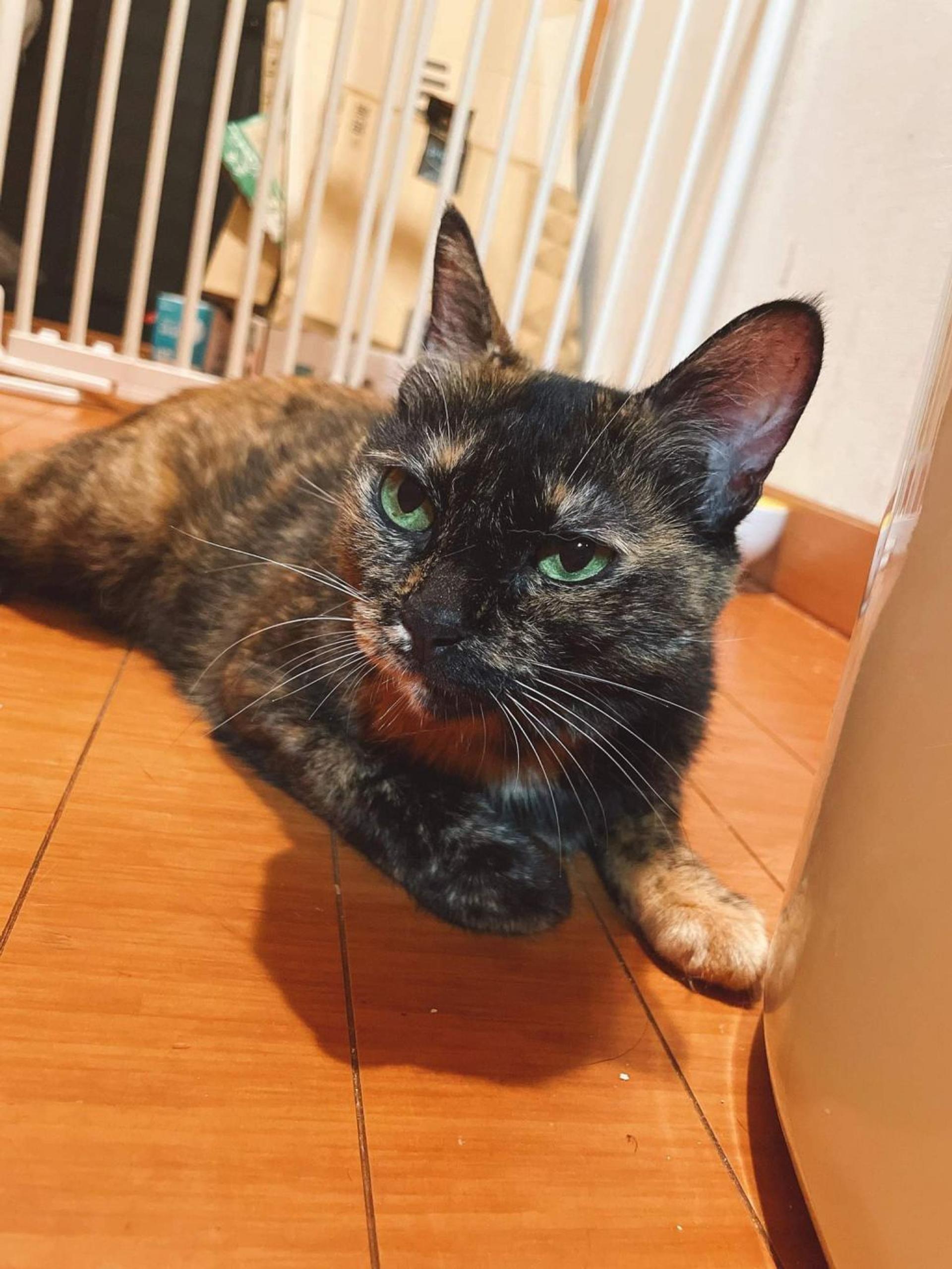 pet-image-5