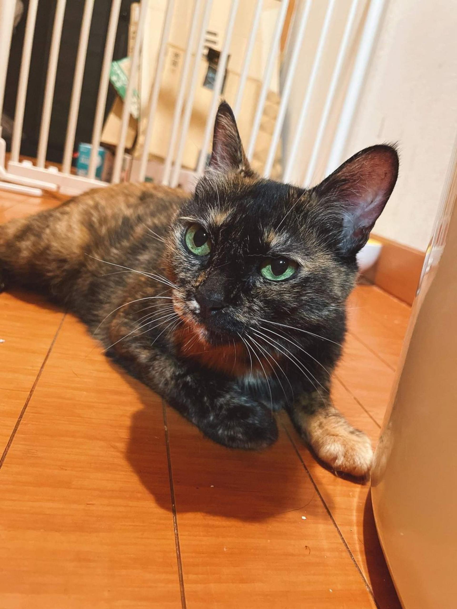 pet-image-7