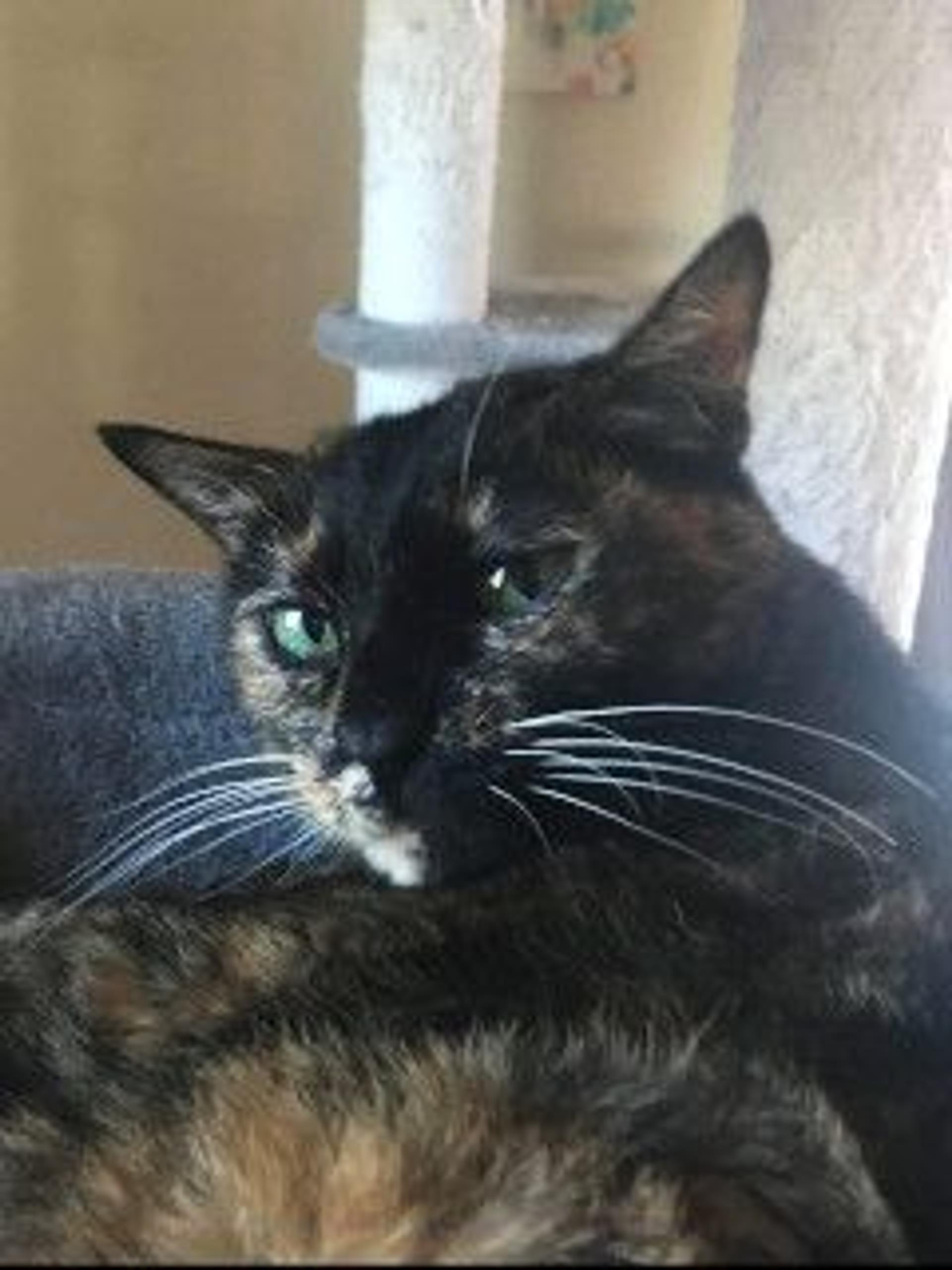 pet-image-9