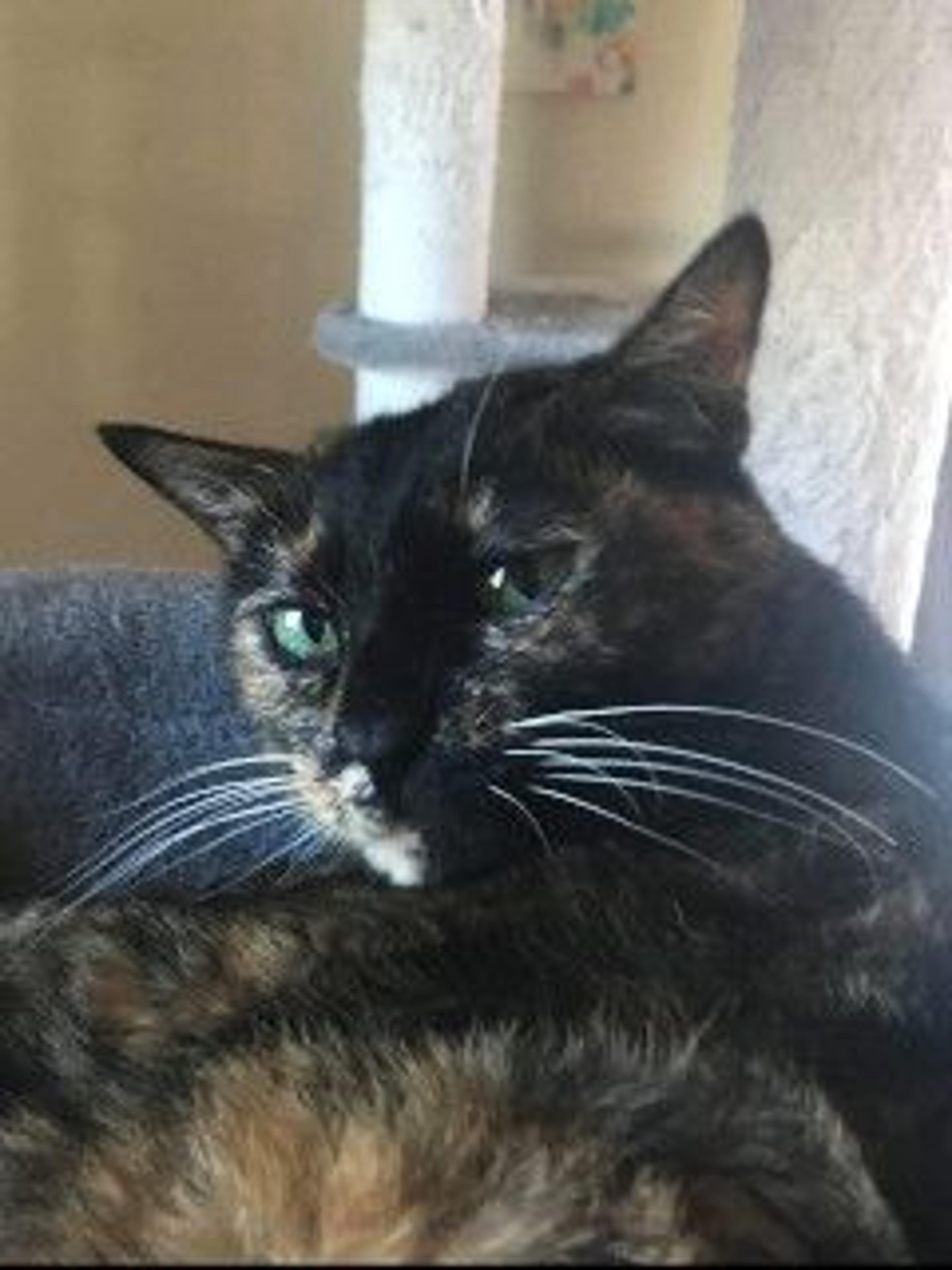 pet-image-9