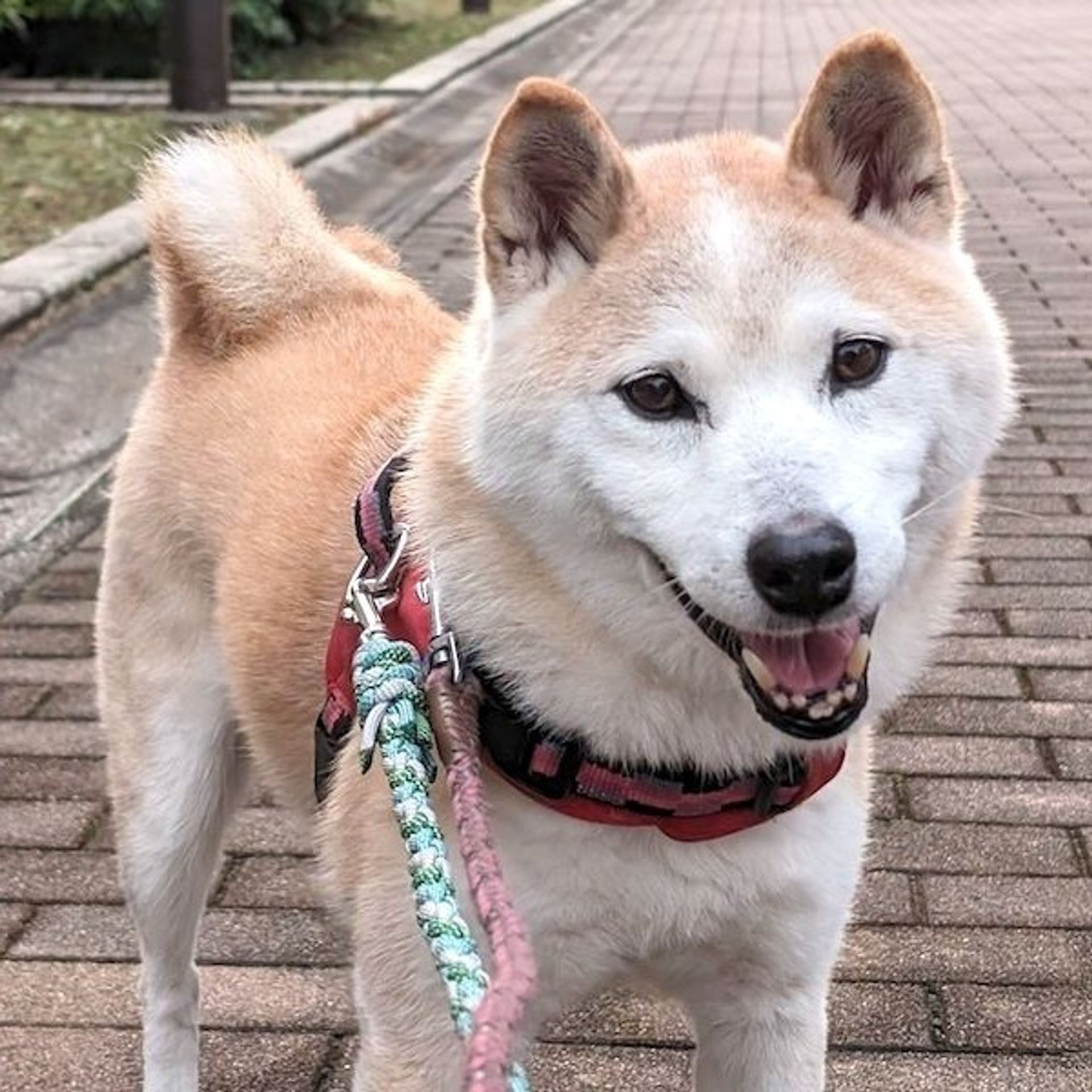 柴犬・オスの里親募集の写真