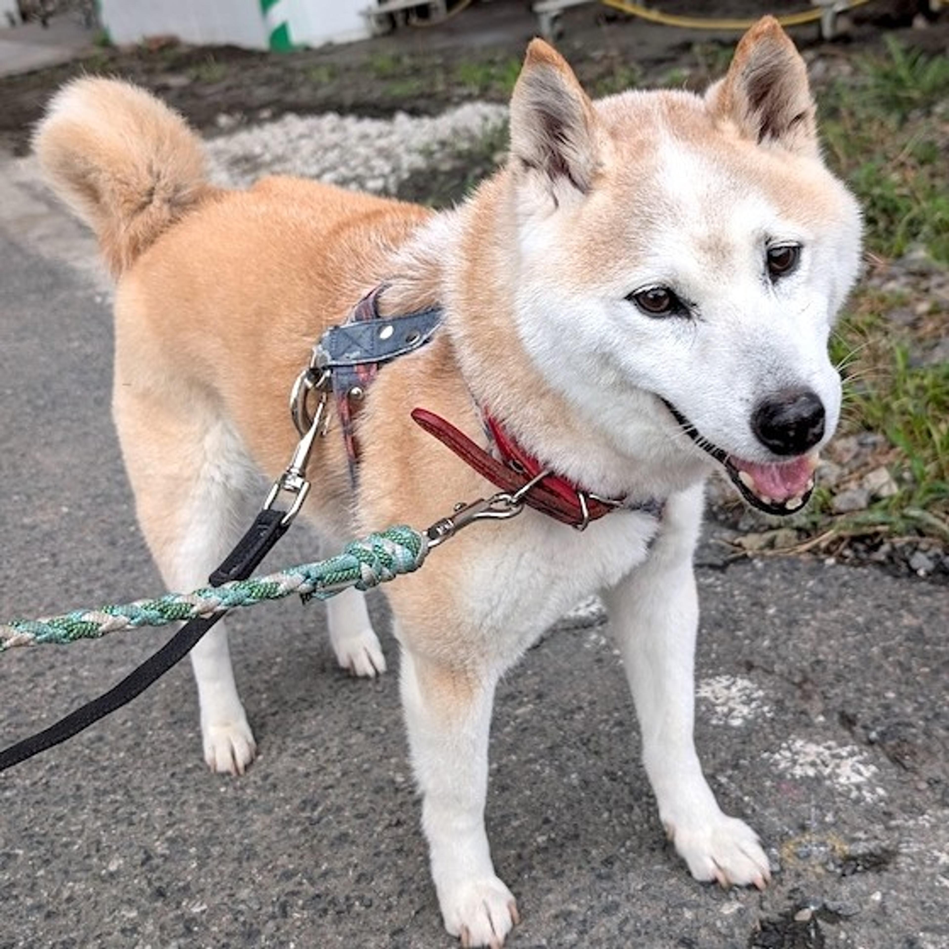 pet-image-3