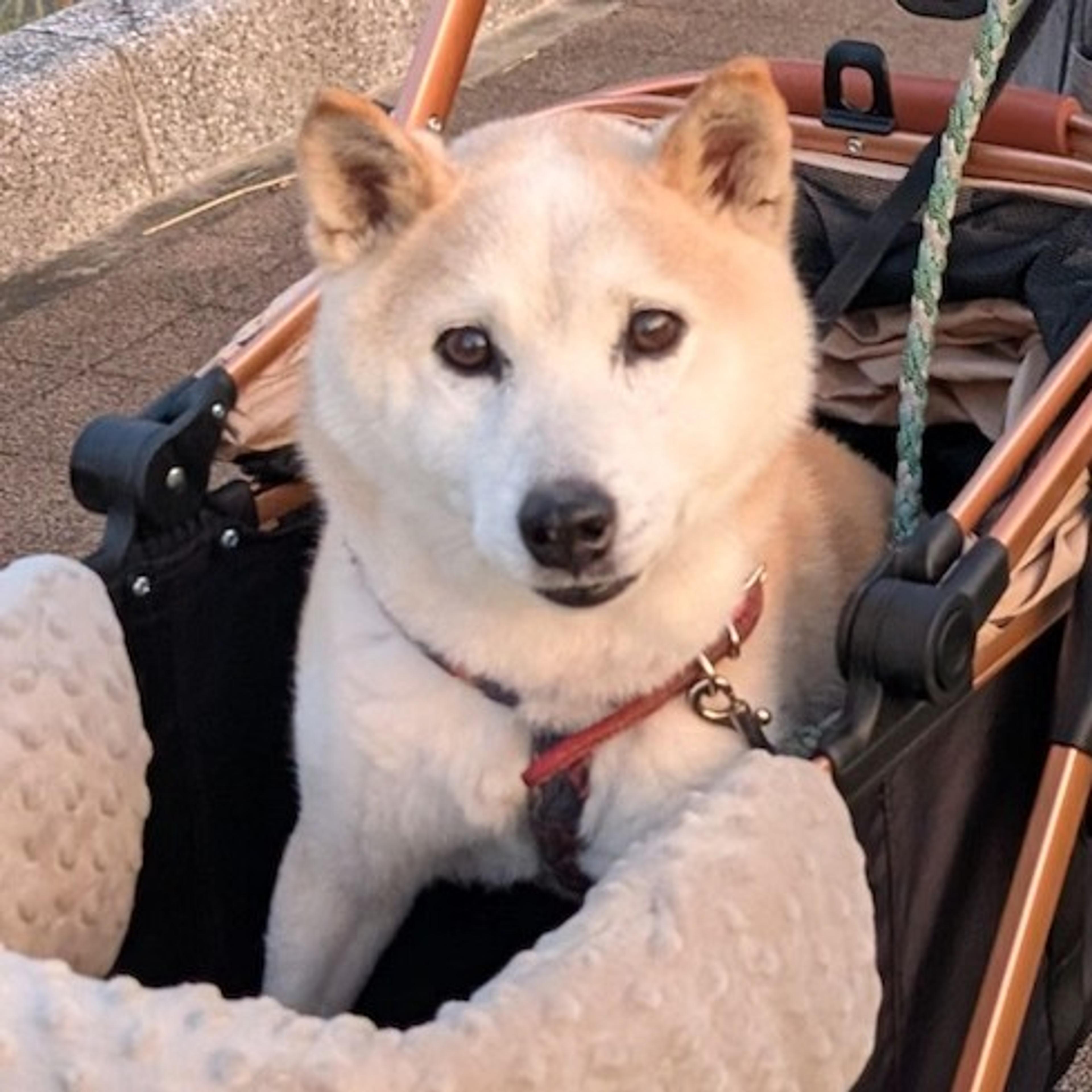 pet-image-4
