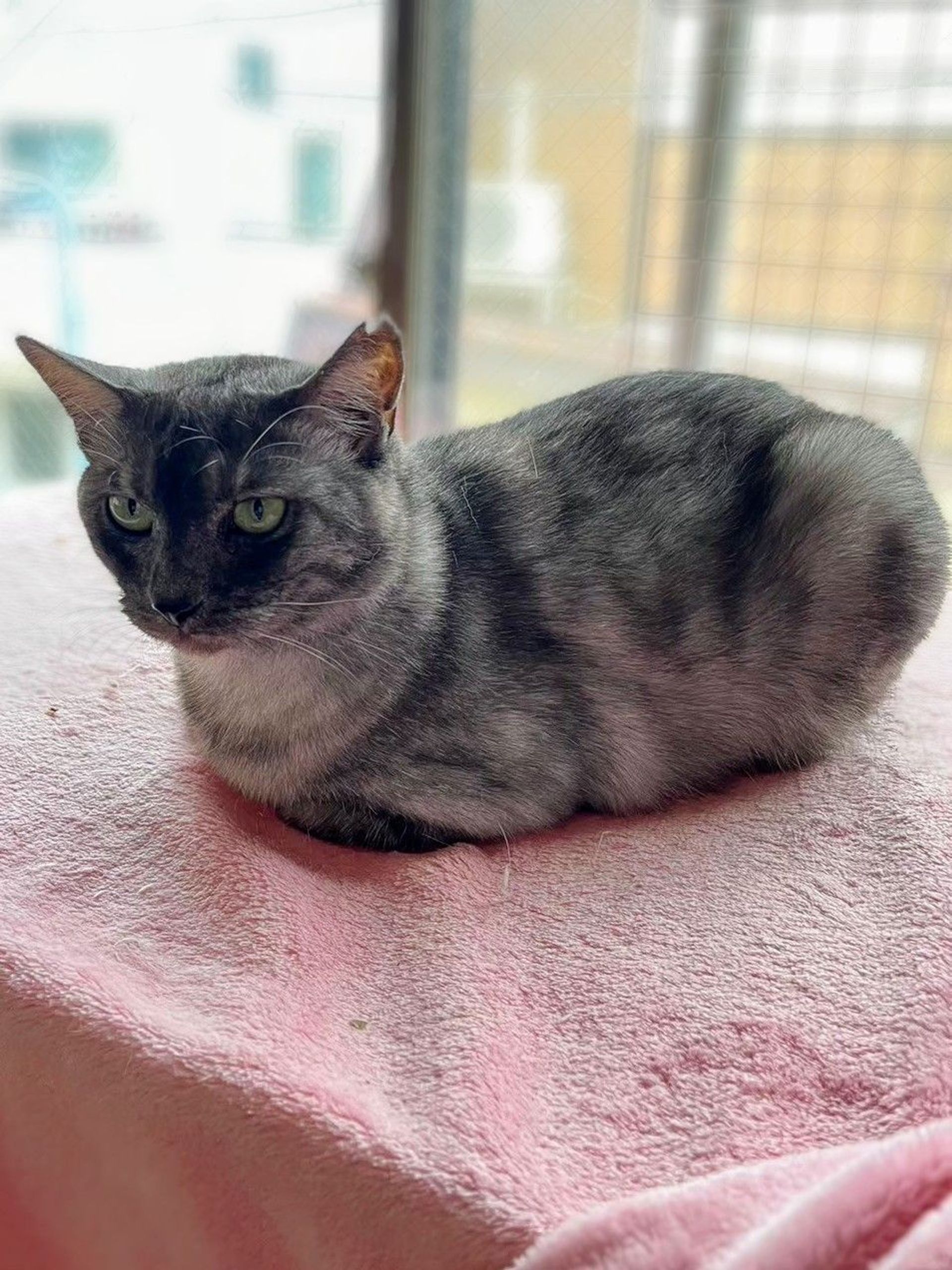雑種（ミックス猫）・メスの里親募集の写真