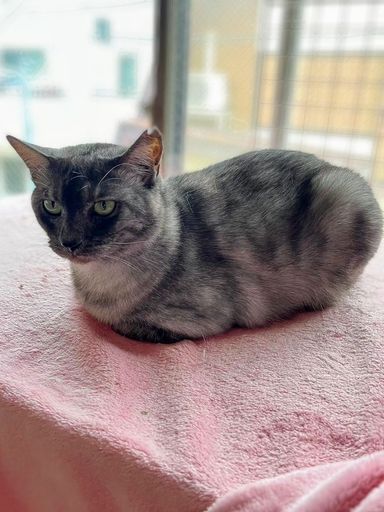 雑種（ミックス猫）・メスの里親募集の写真