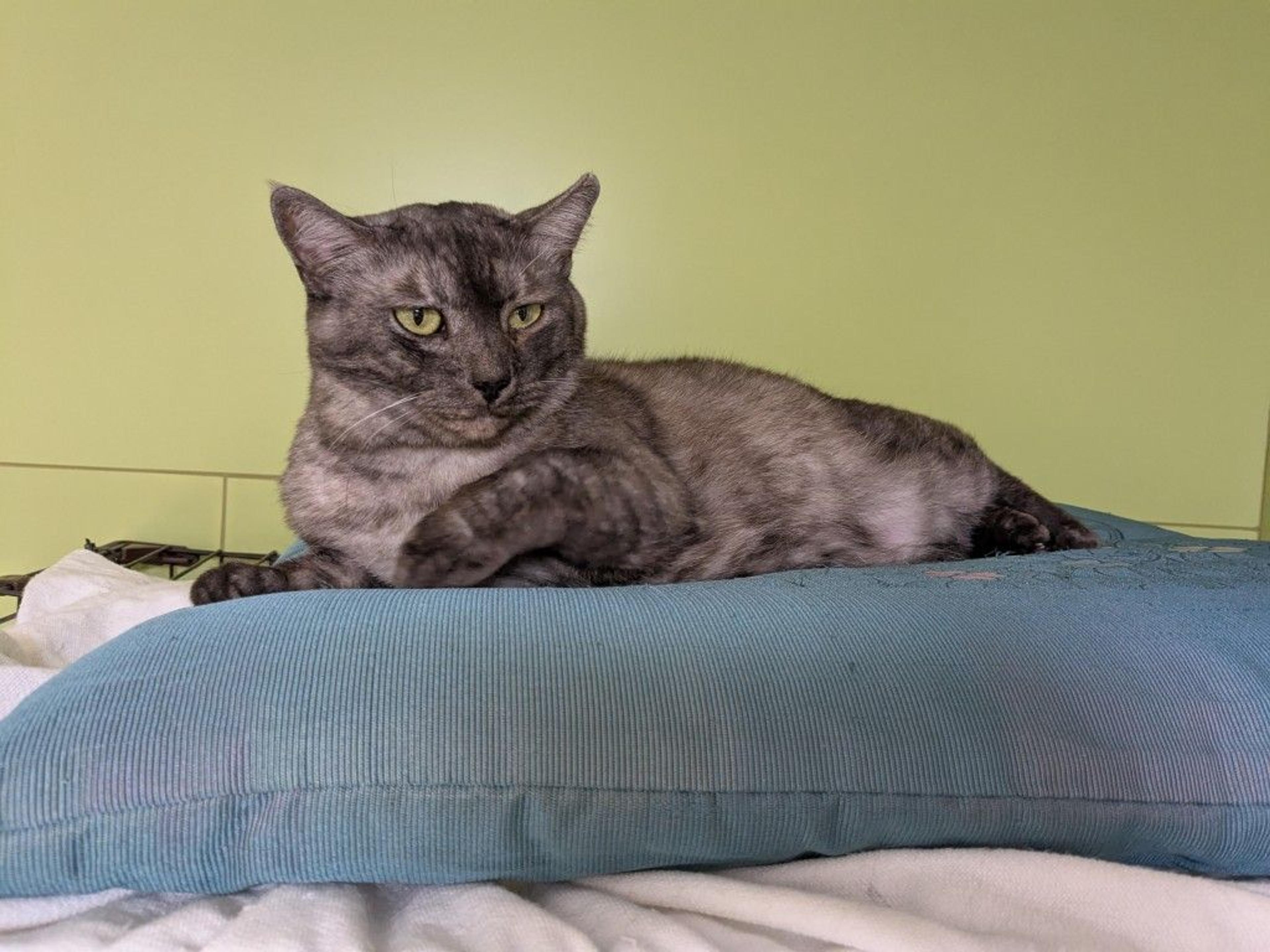 pet-image-2