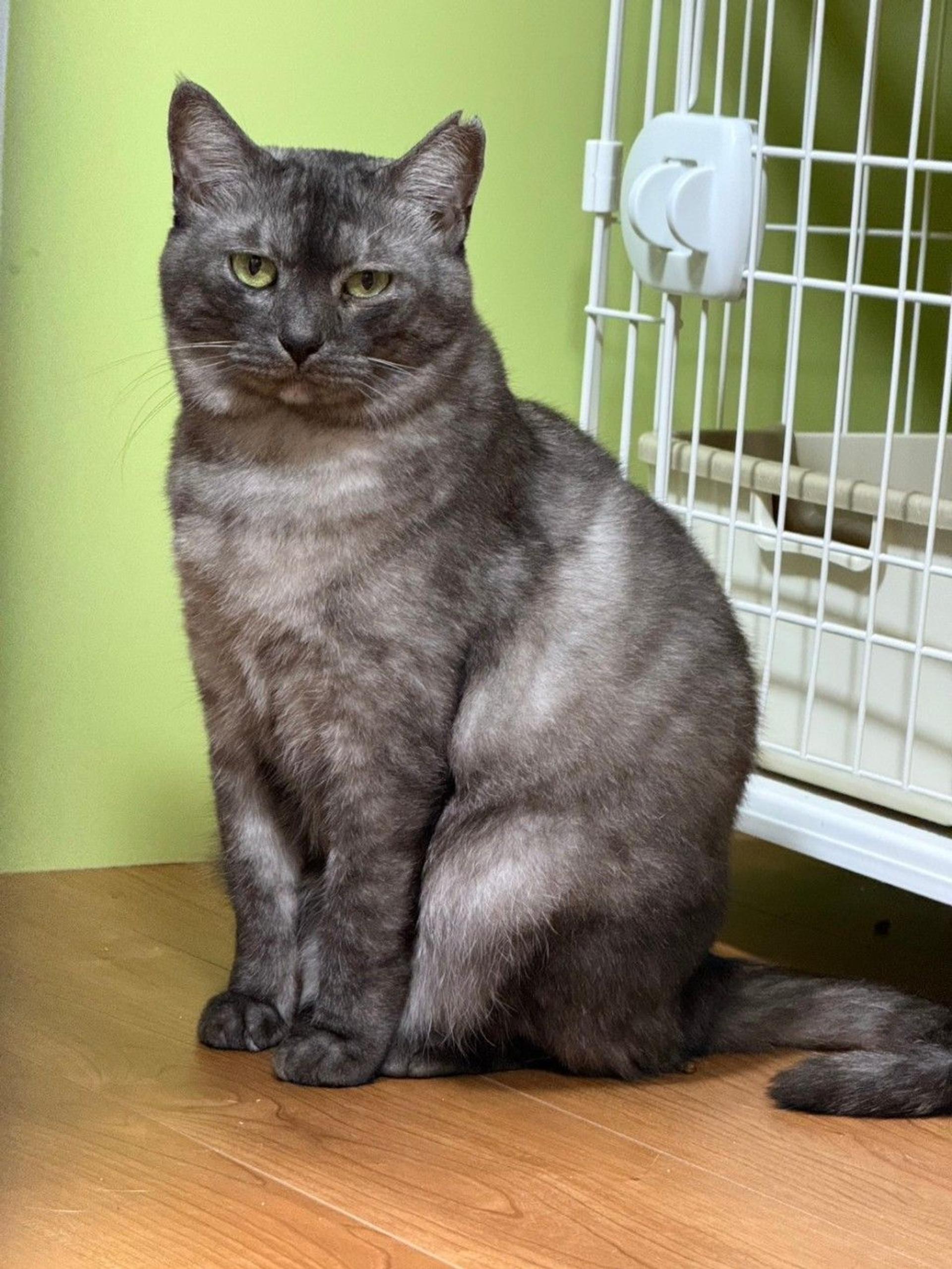 pet-image-3