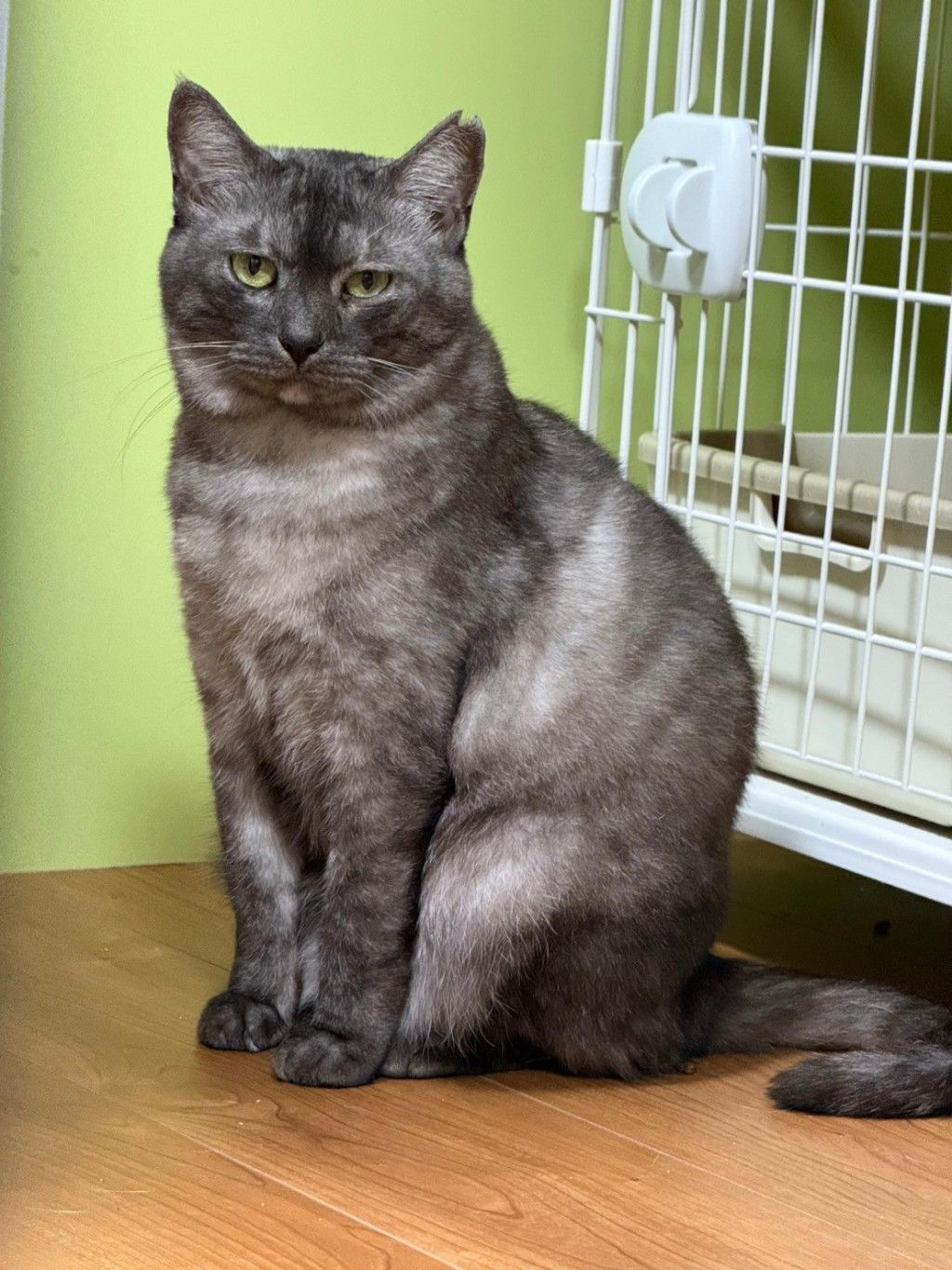 pet-image-3