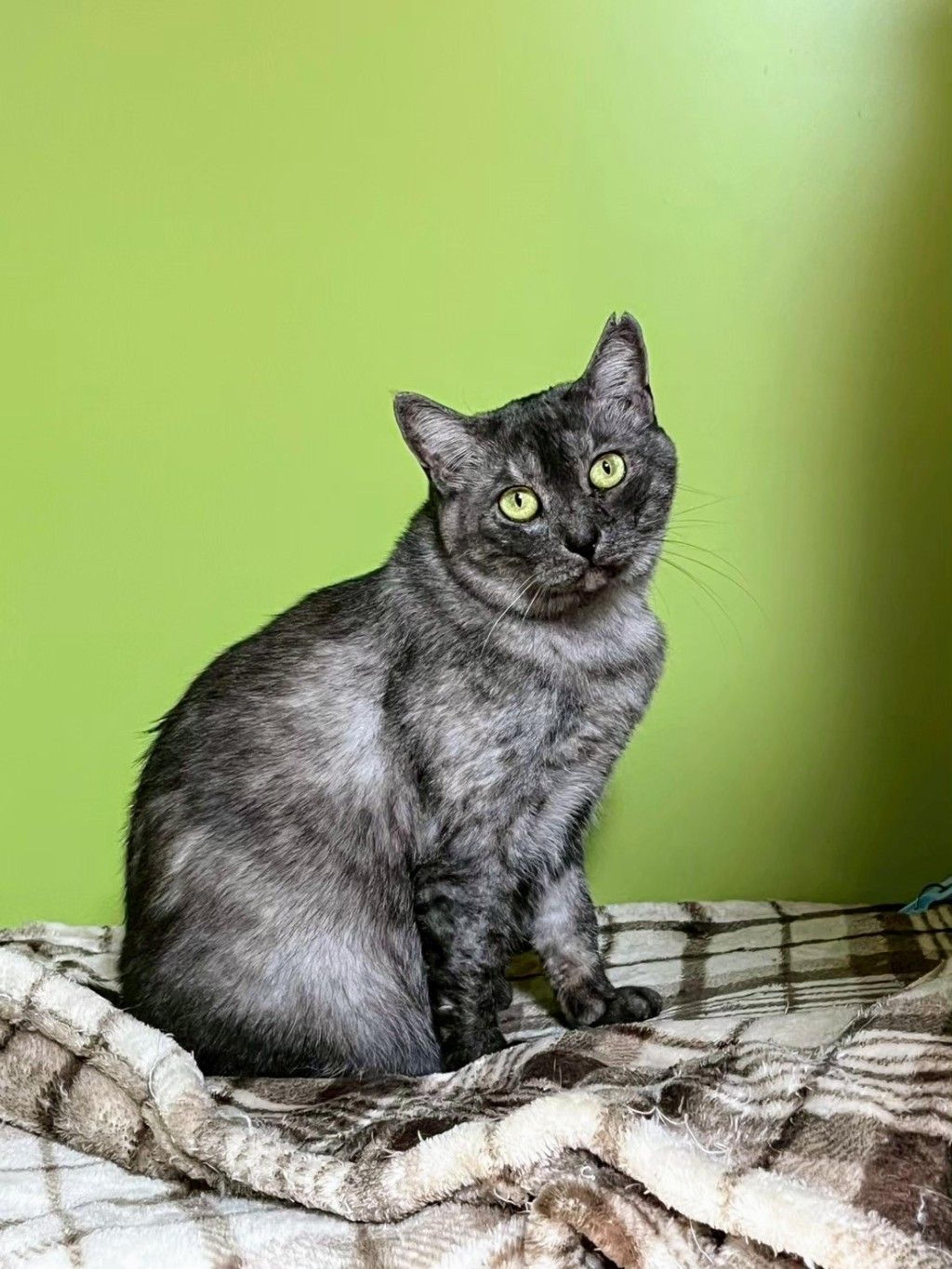 pet-image-7