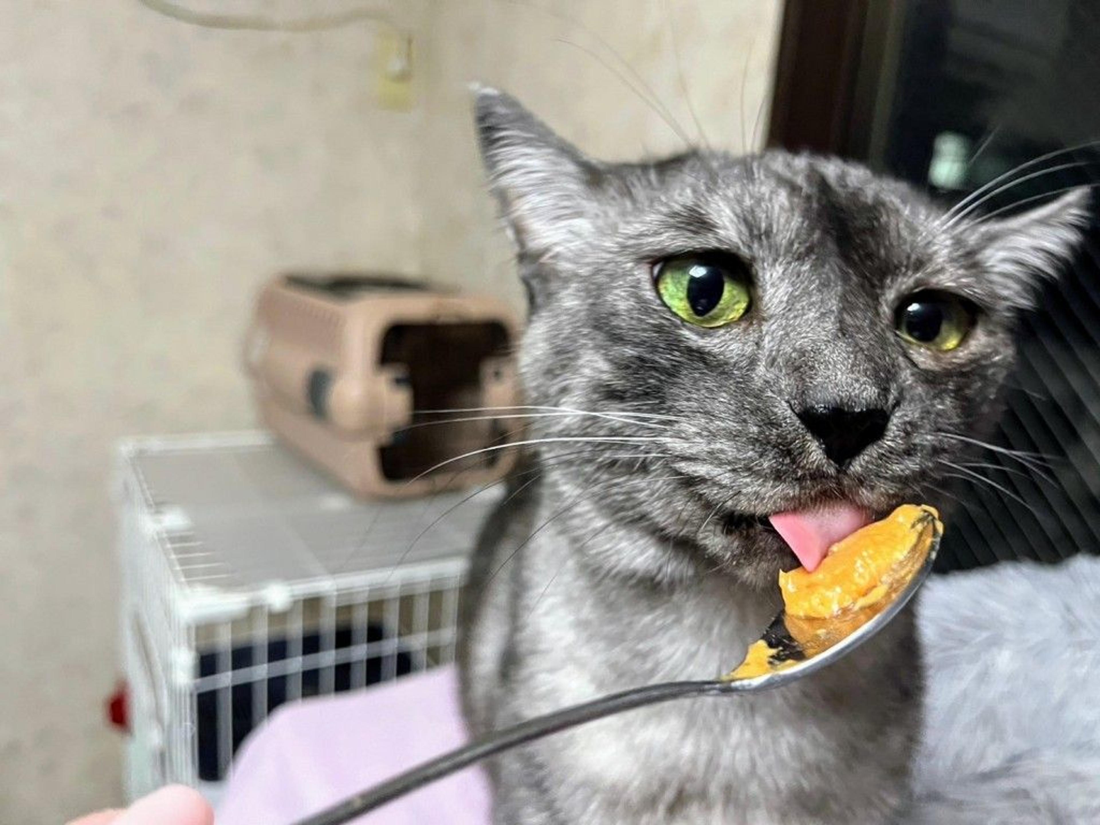 pet-image-8