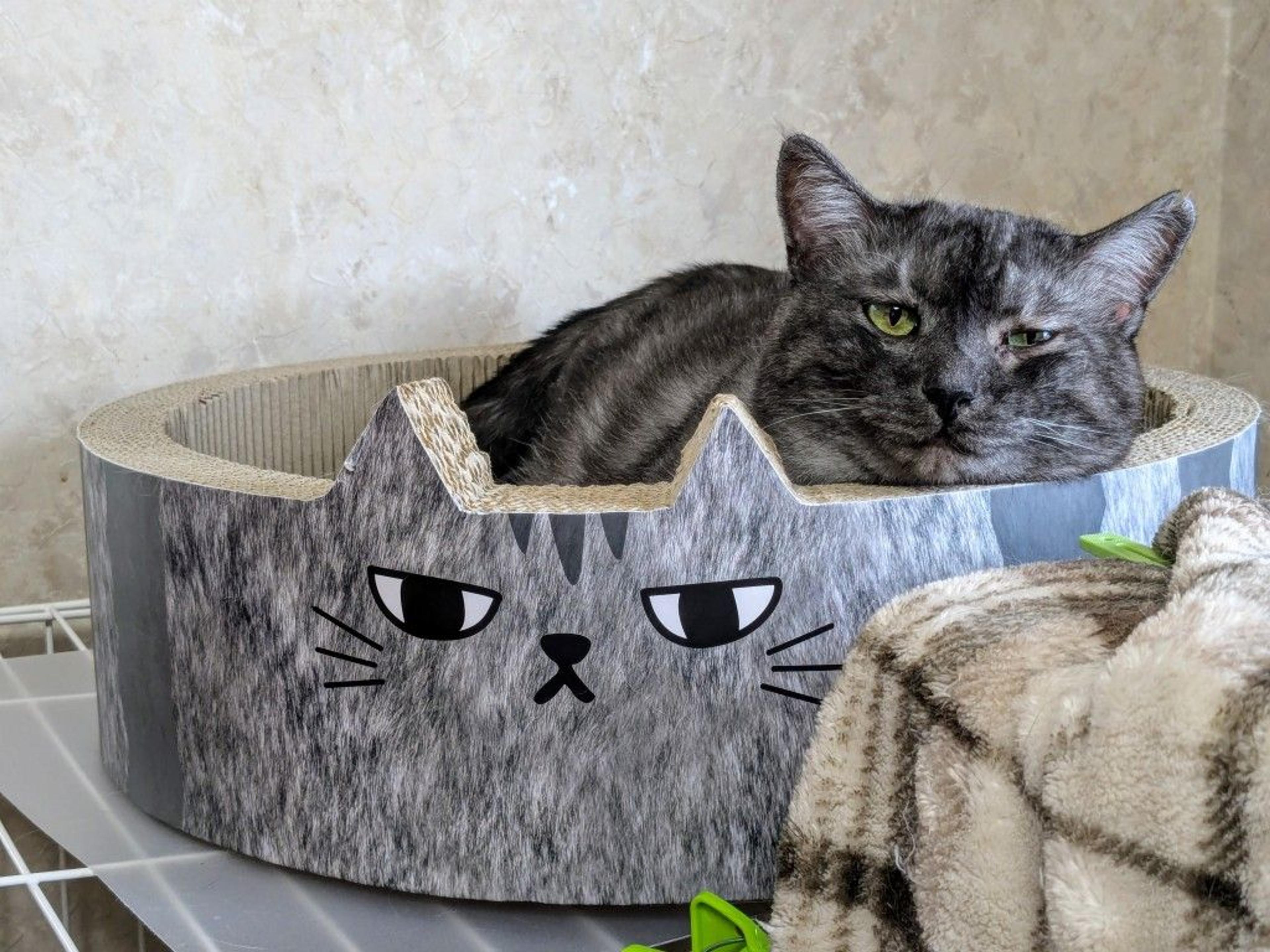 pet-image-9