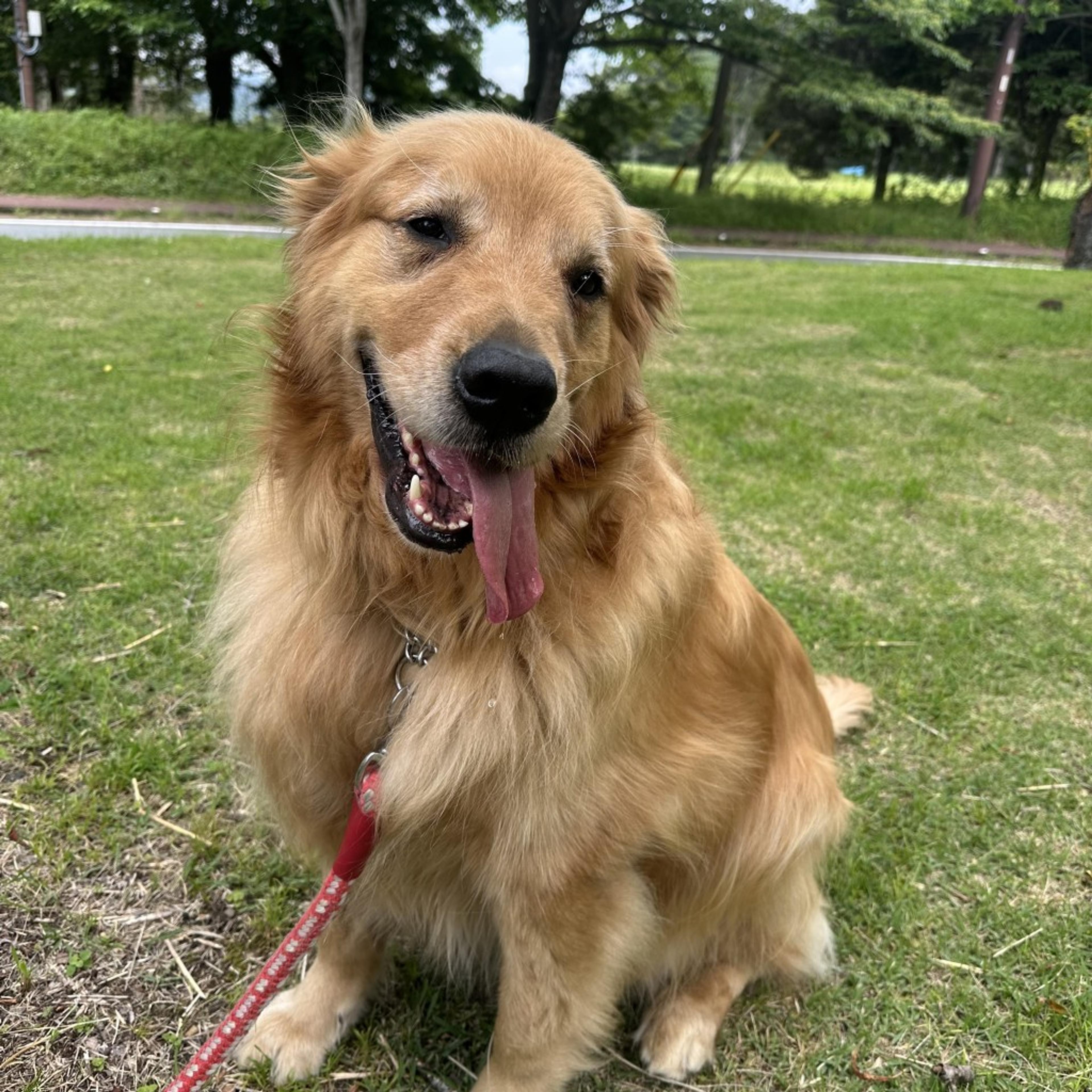 pet-image-4