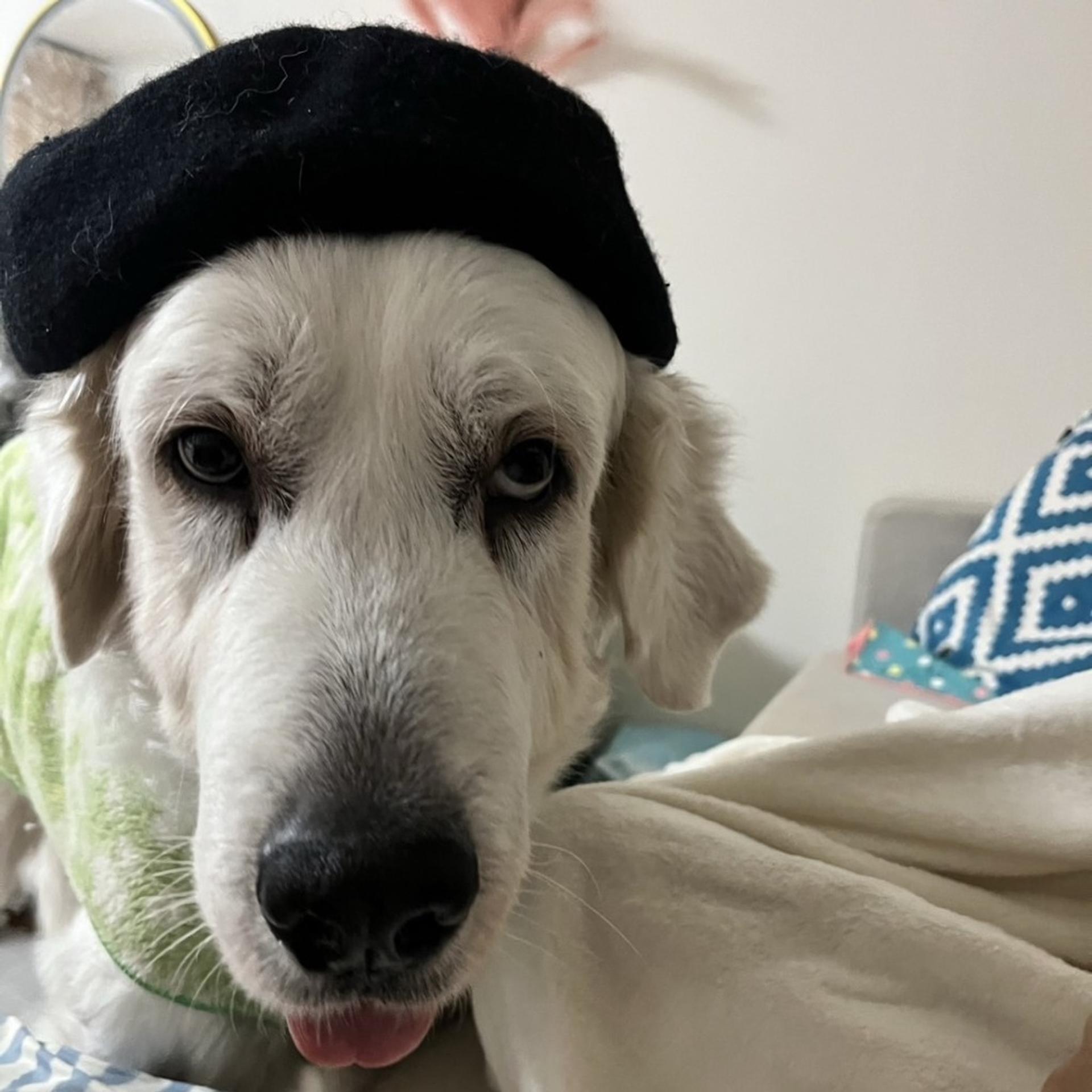 pet-image-4
