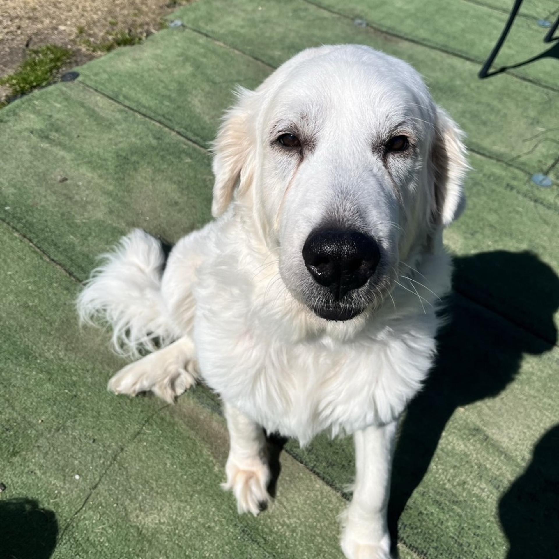 pet-image-2