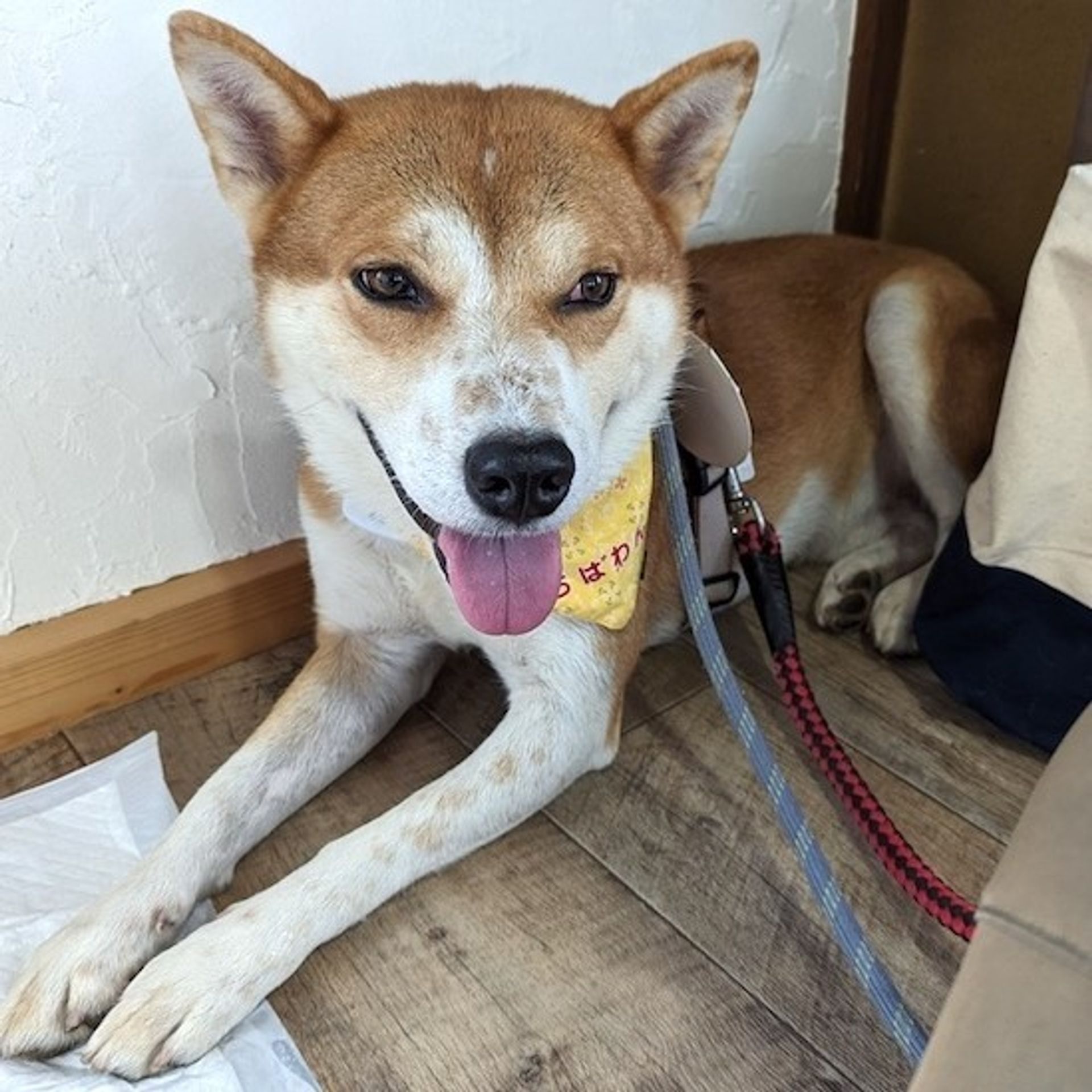 雑種（ミックス犬）・オスの里親募集の写真