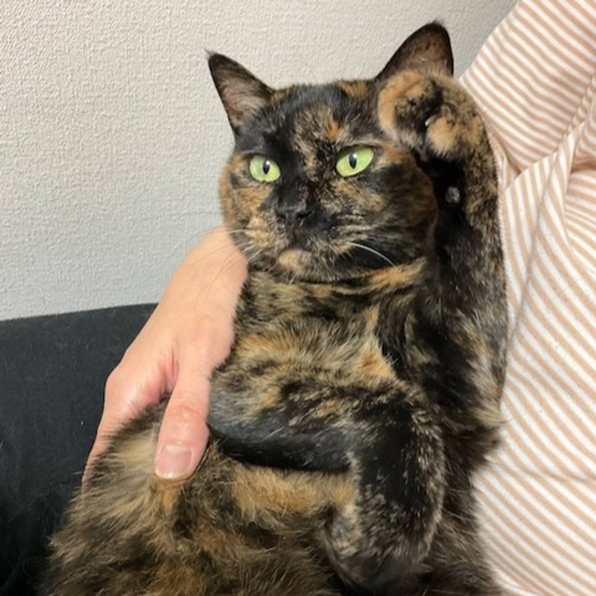 雑種（ミックス猫）・メスの里親募集の写真