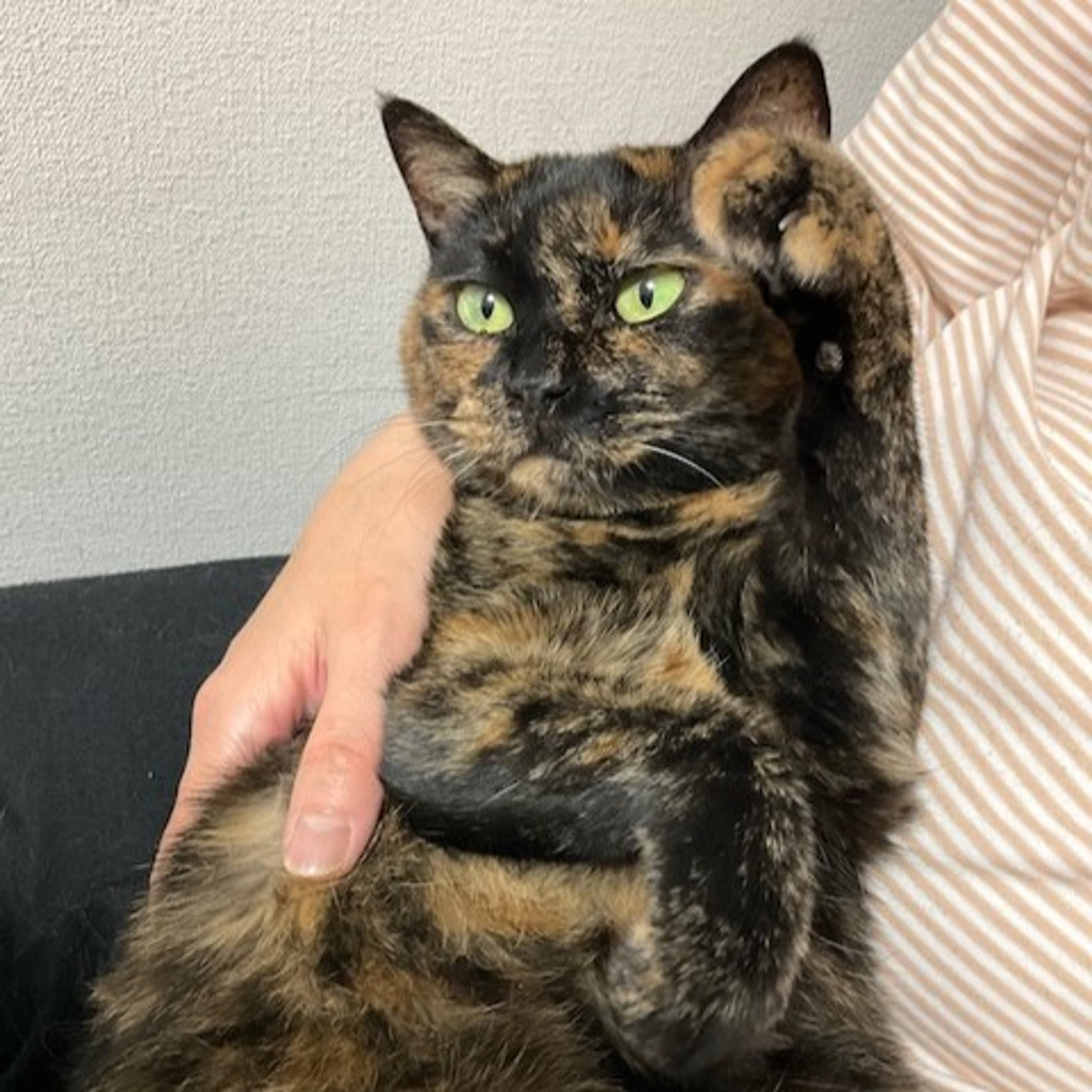 雑種（ミックス猫）・メスの里親募集の写真