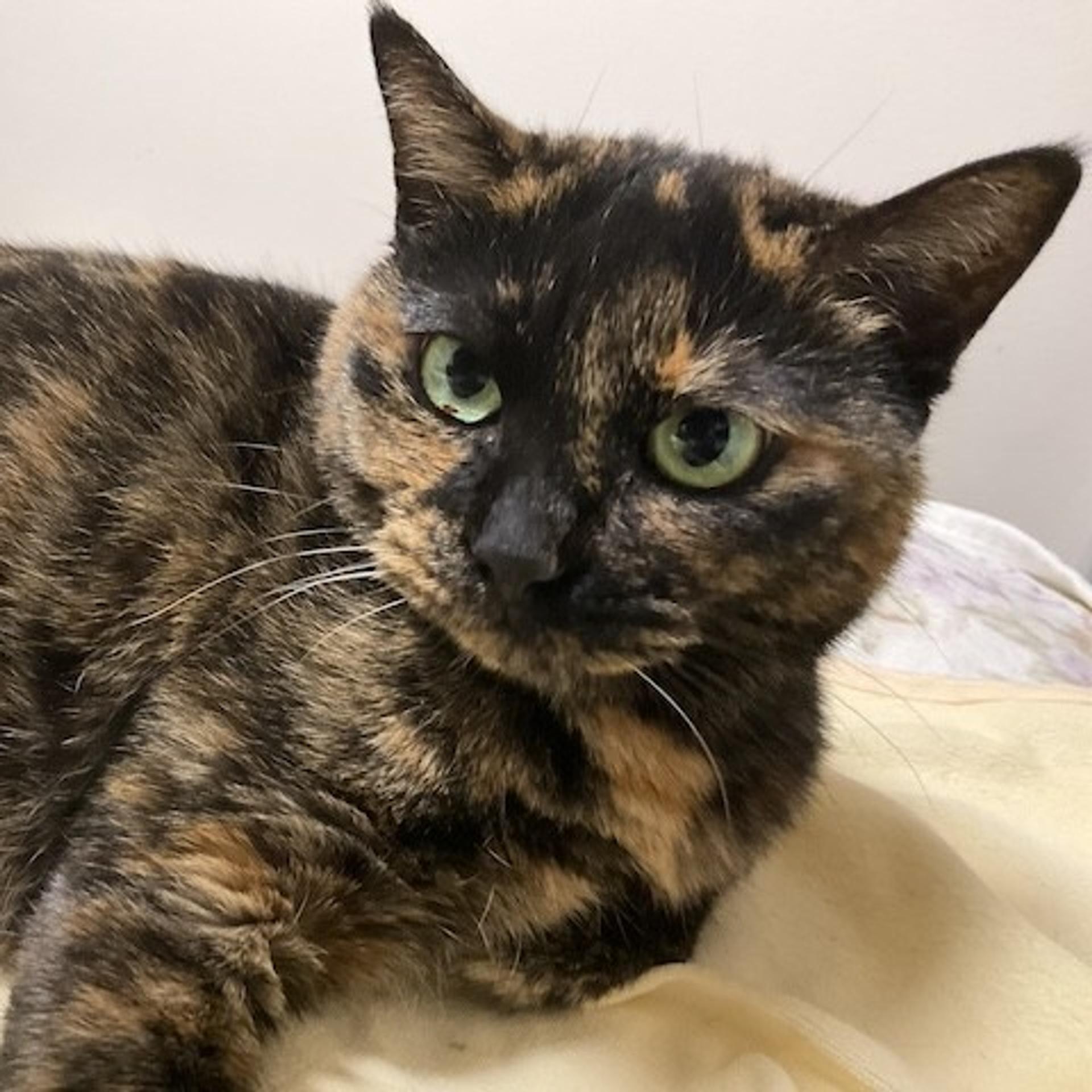 pet-image-4