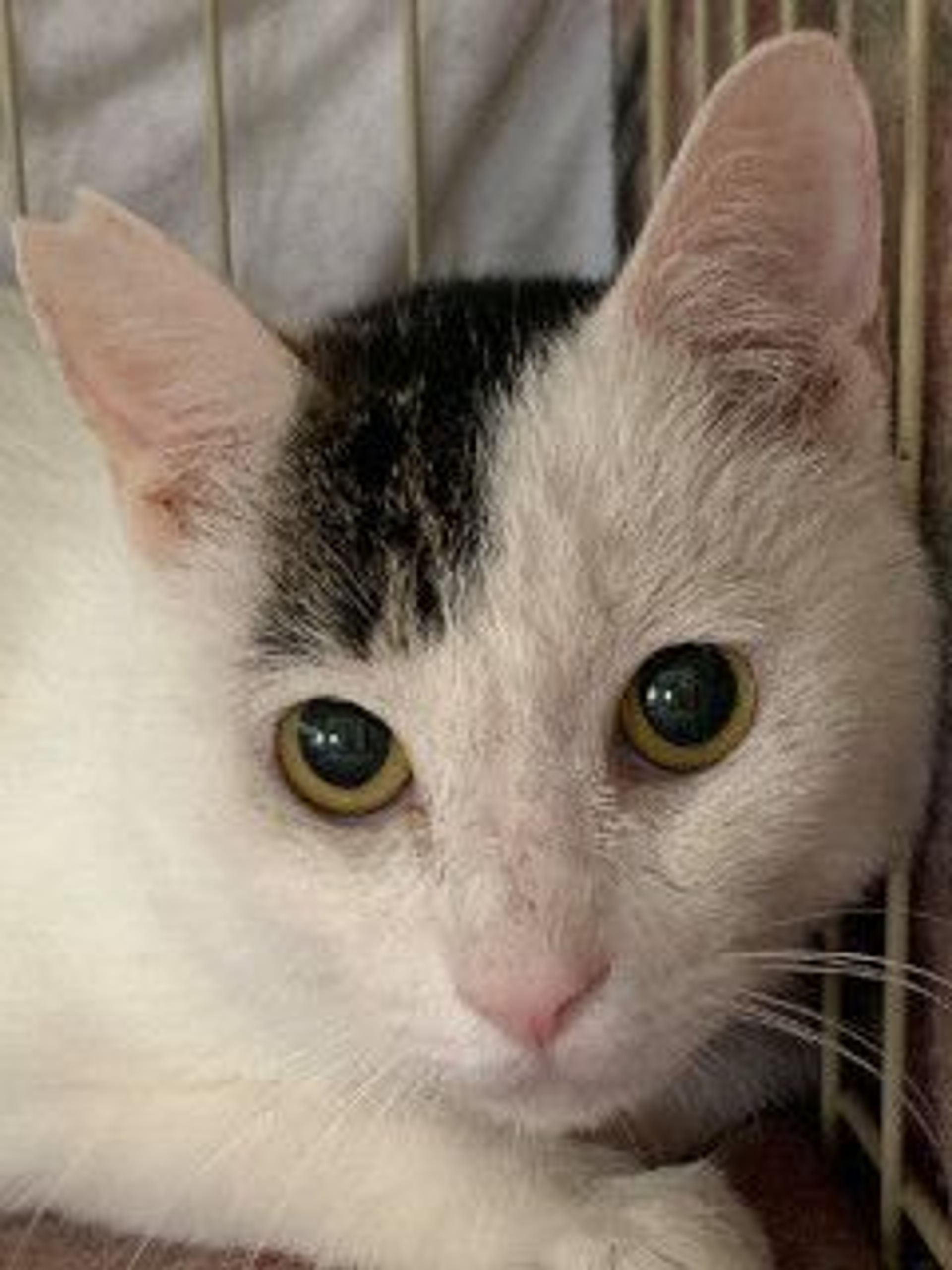雑種（ミックス猫）・オスの里親募集の写真
