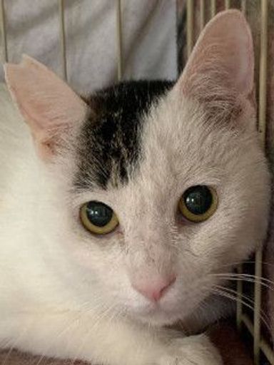 光太（こうた）