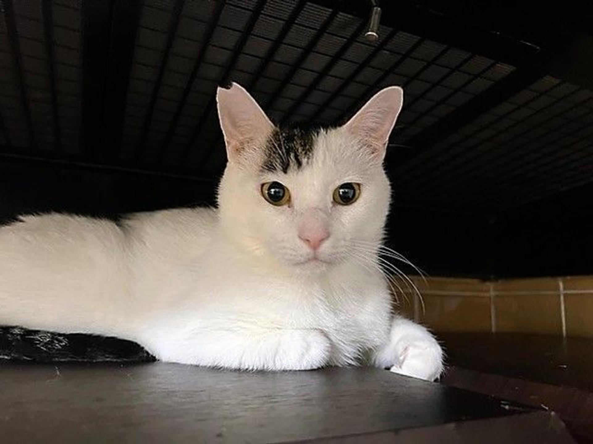 pet-image-5