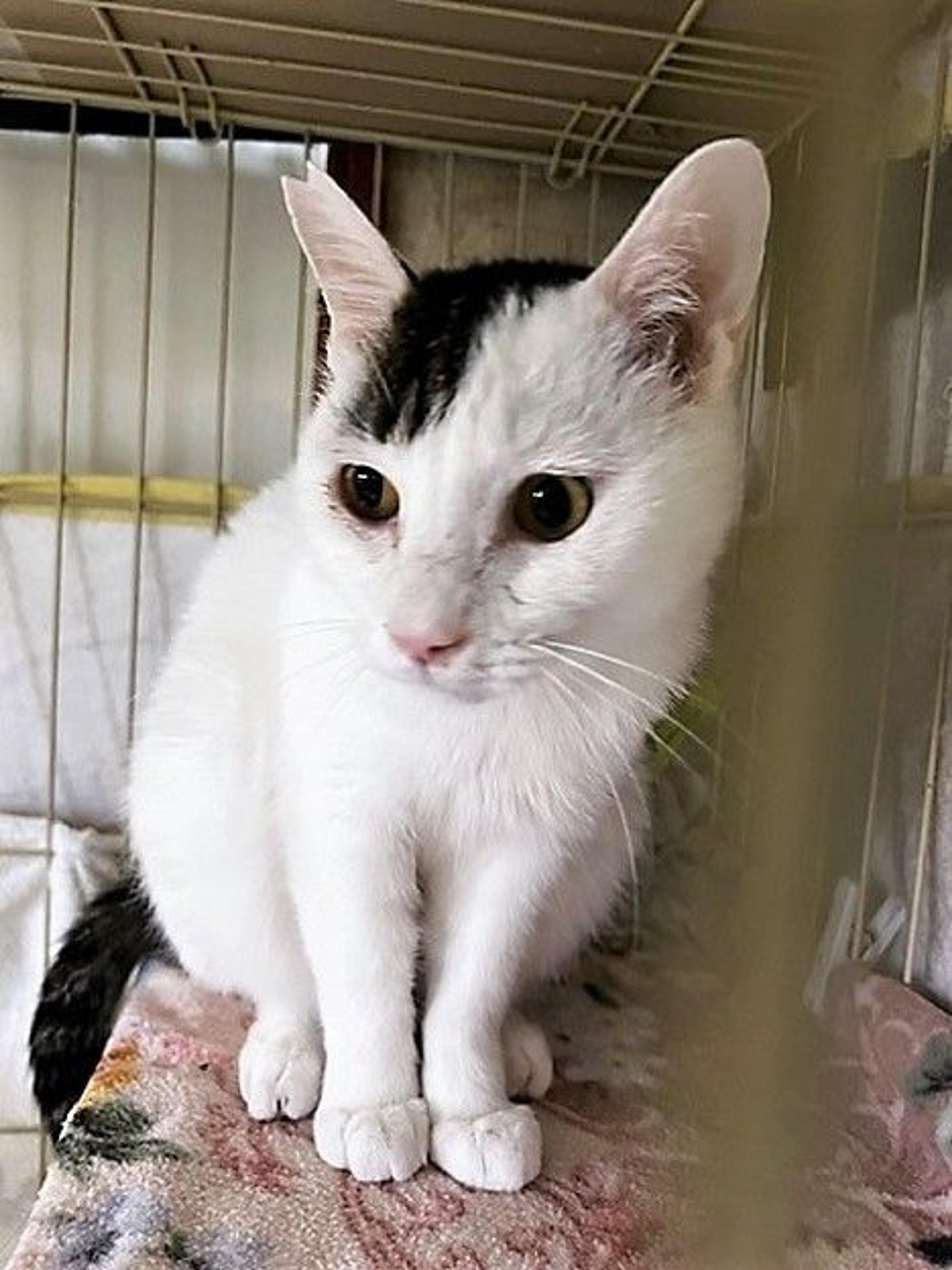 pet-image-7