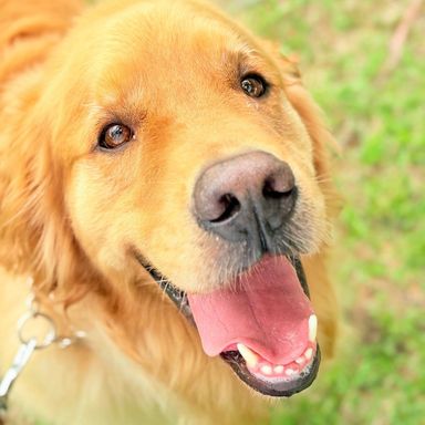 ゴールデン・レトリーバー・オスの里親募集の写真