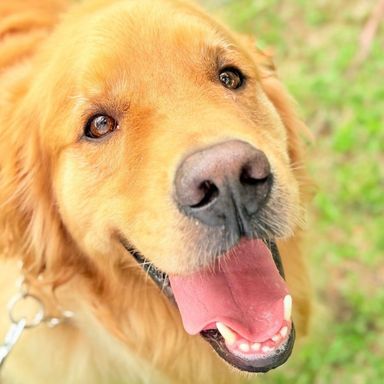 ゴールデン・レトリーバー・オスの里親募集の写真
