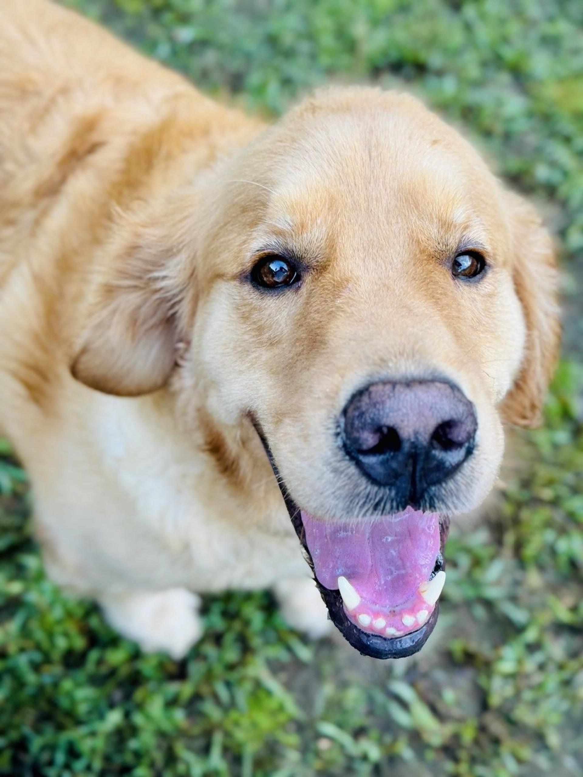 pet-image-4