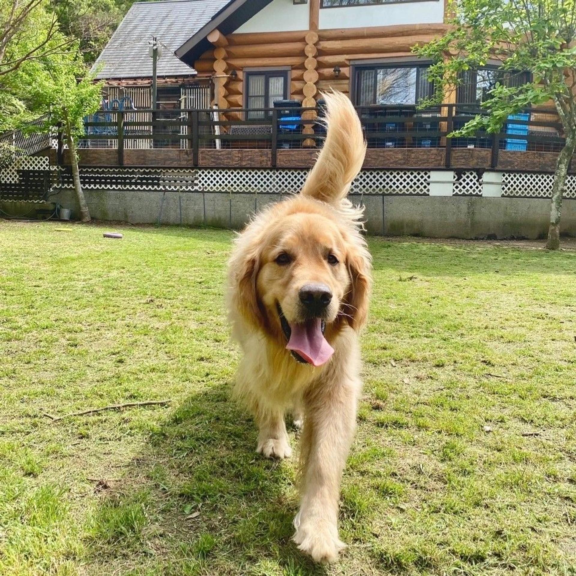 pet-image-5