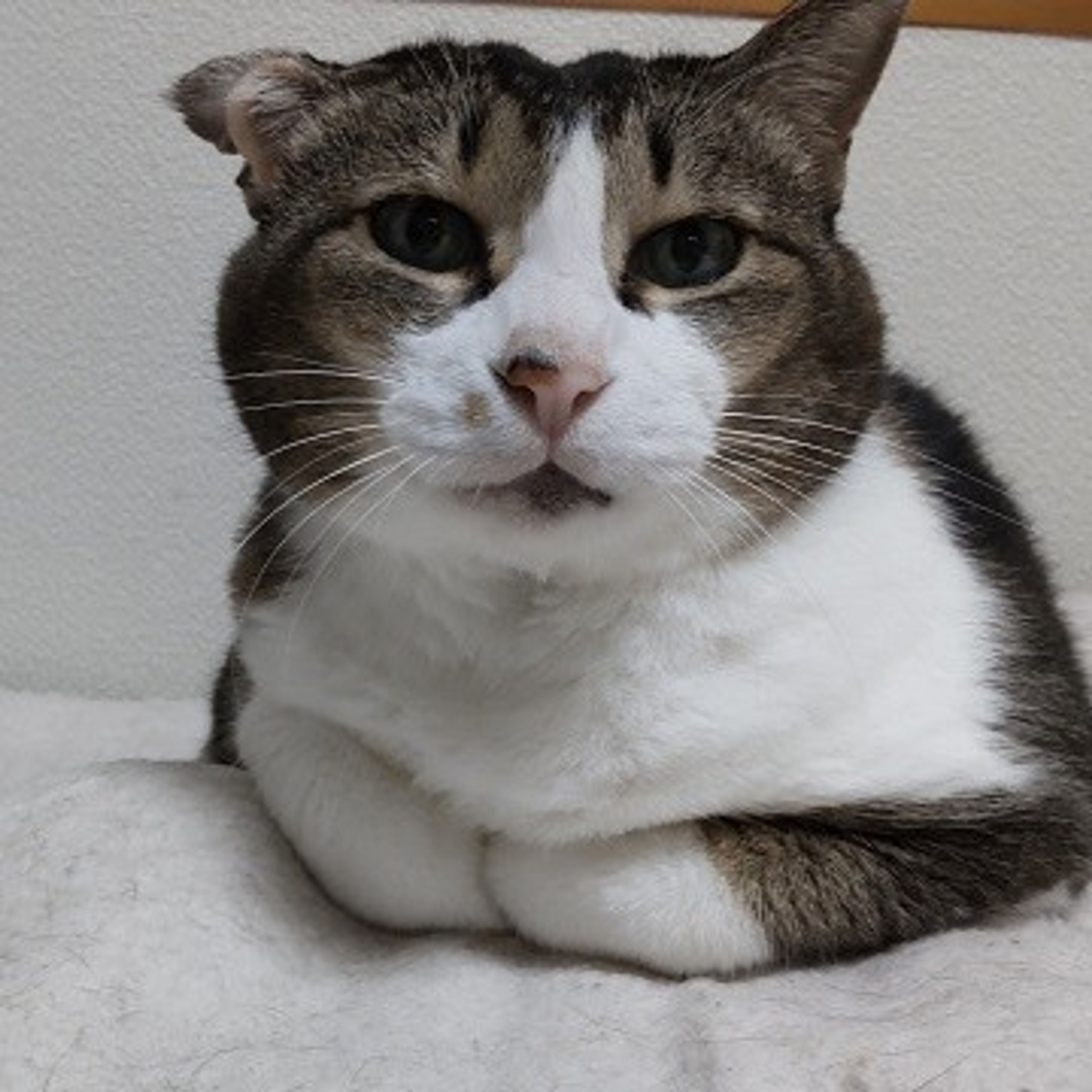 雑種（ミックス猫）・メスの里親募集の写真