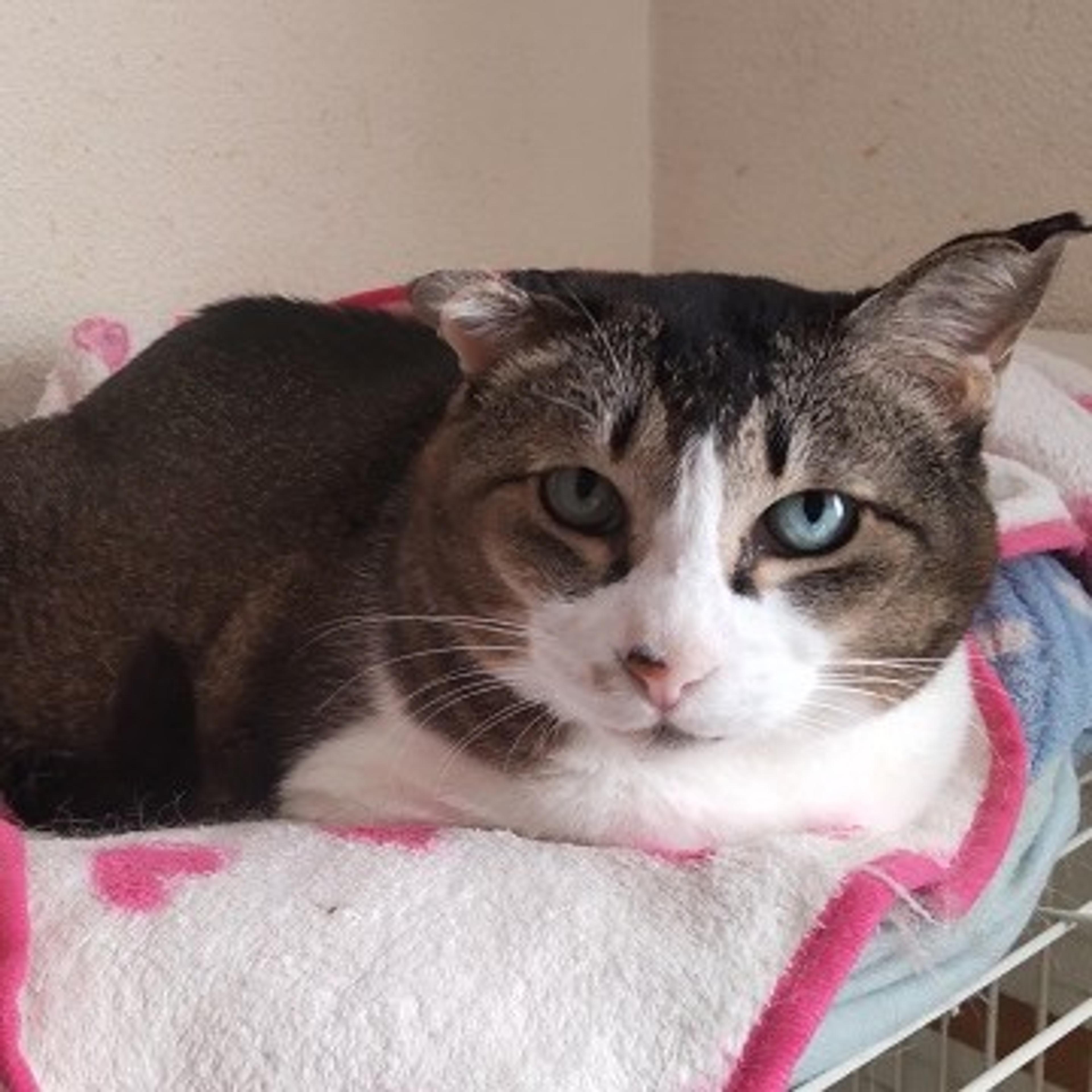 pet-image-2