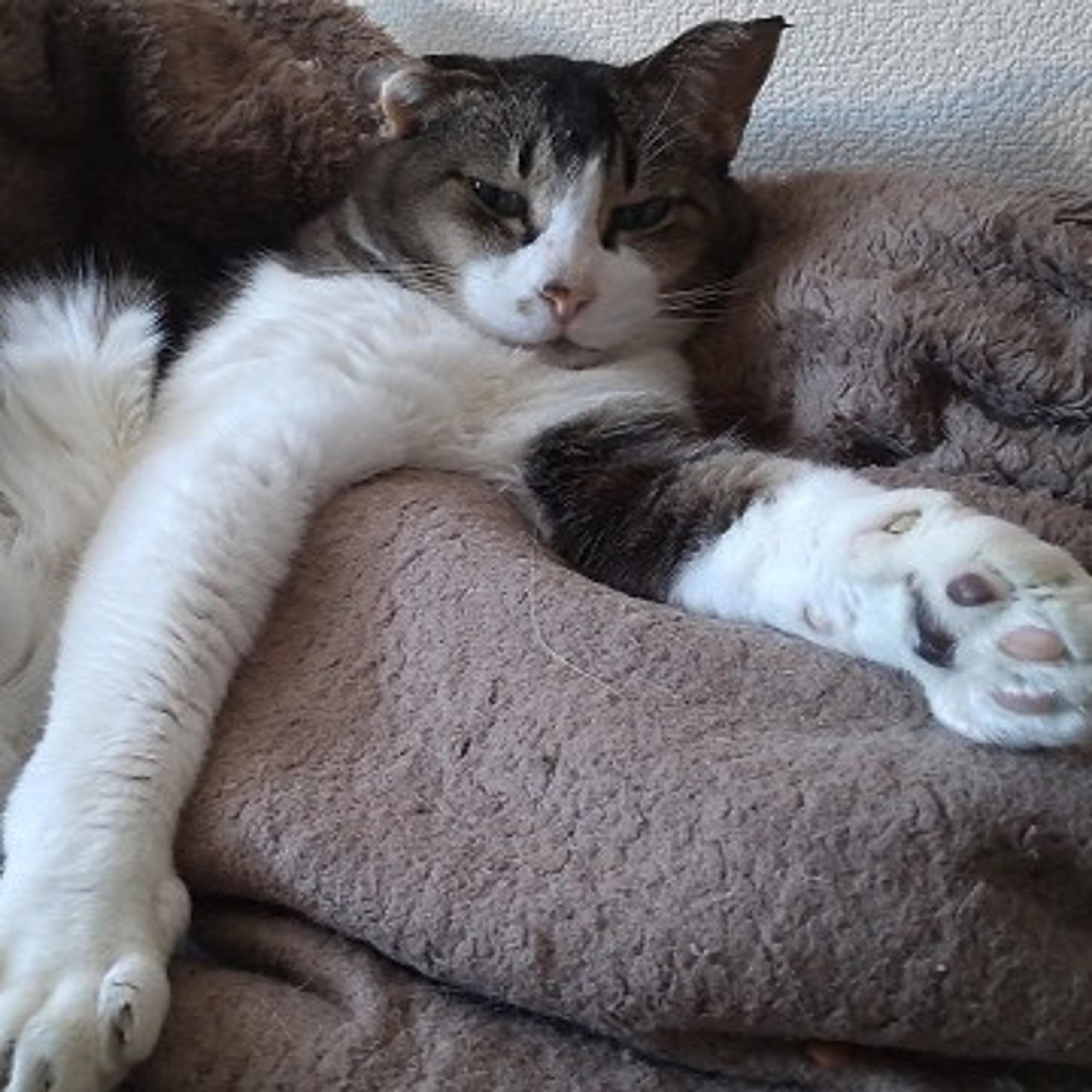 pet-image-3