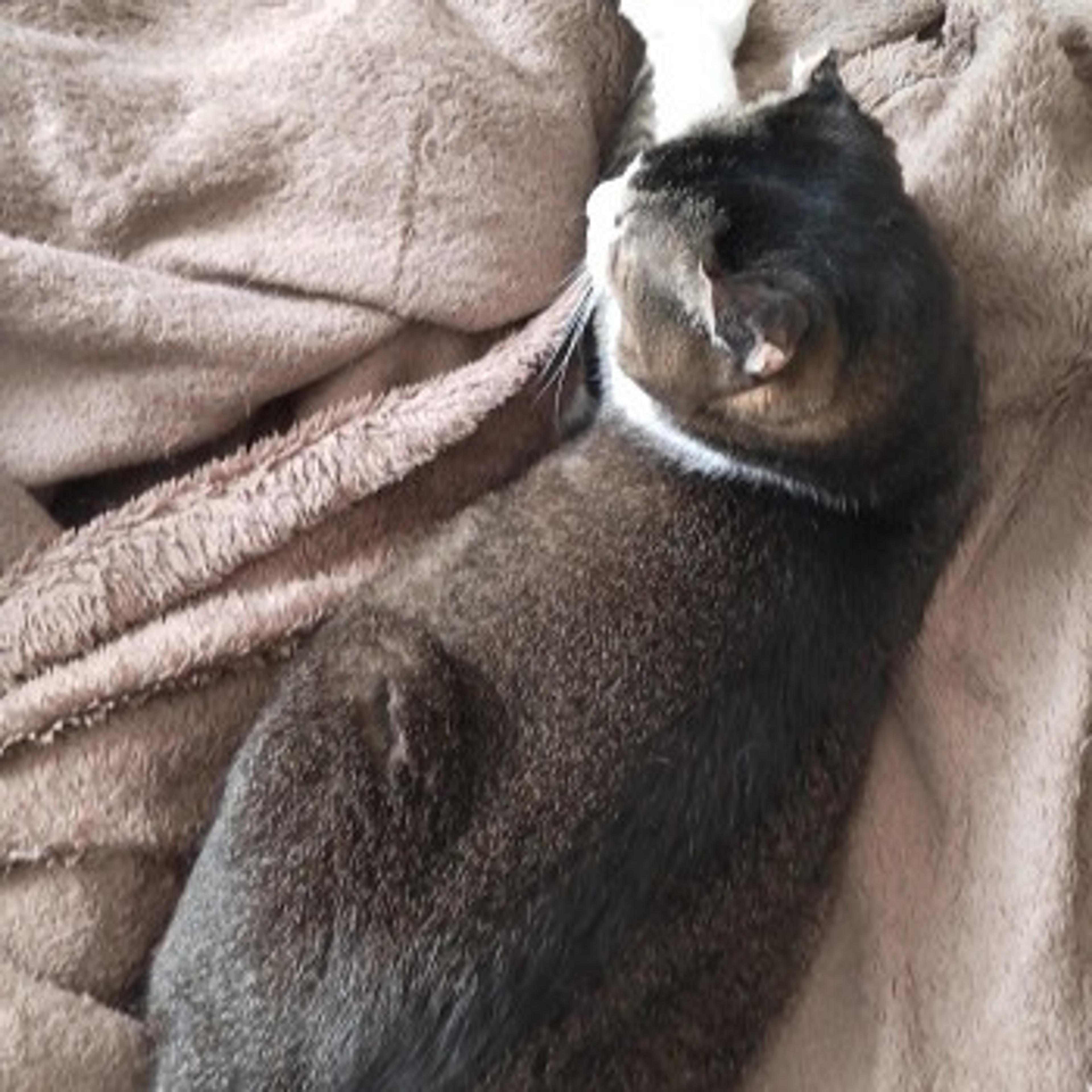 pet-image-4